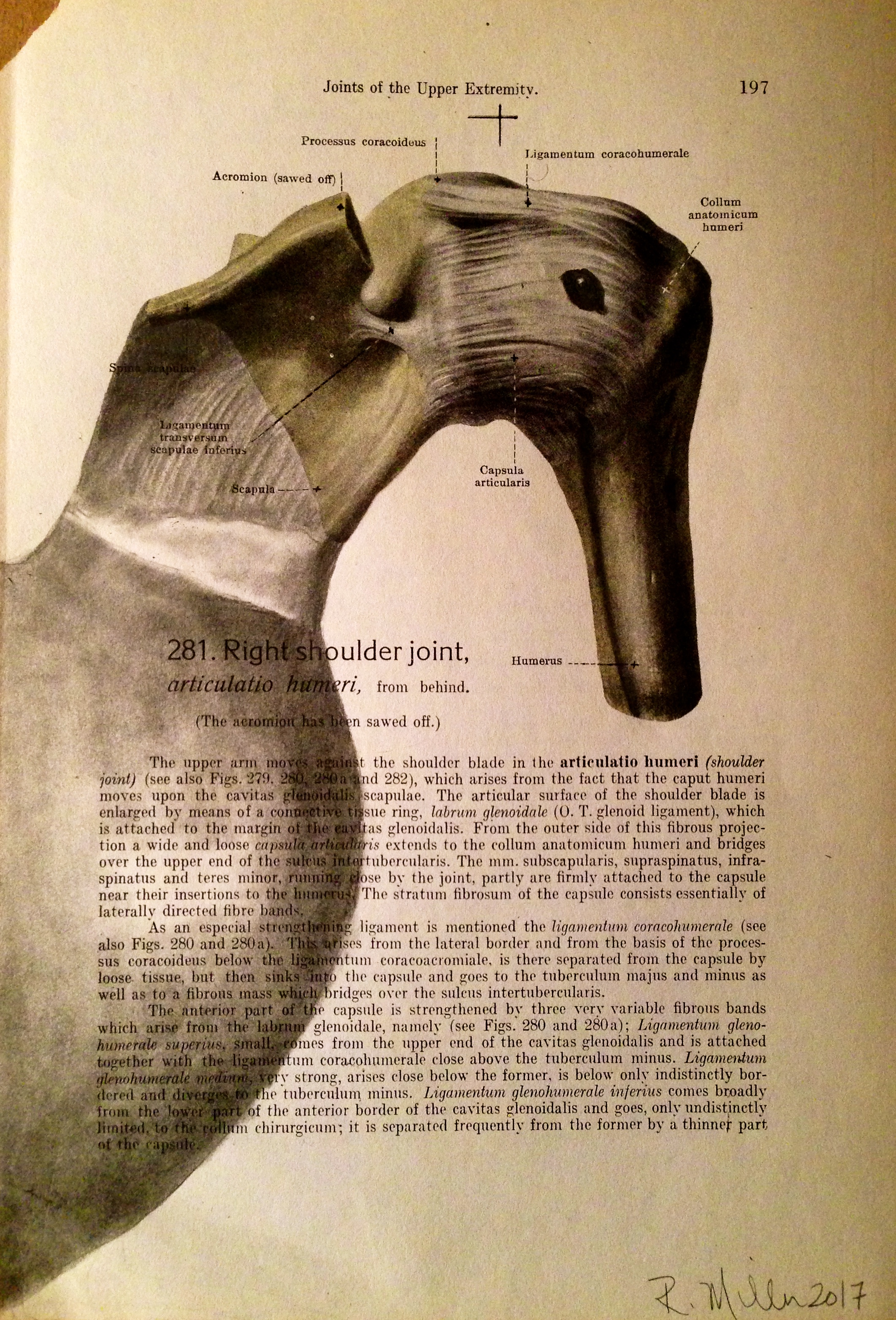 Duck Joint, 2017 Charcoal on antique medical paper