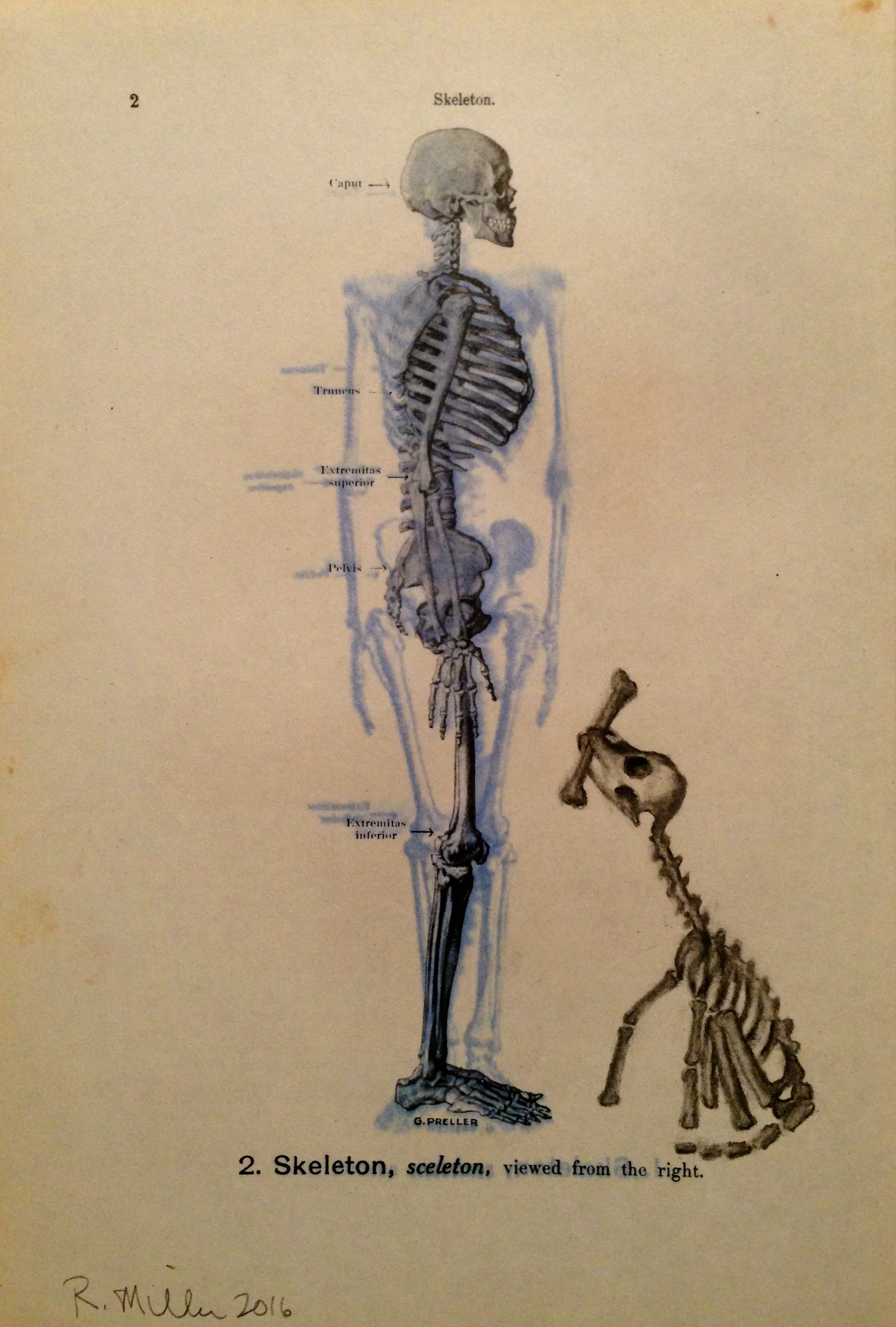 Aortic Bird, 2016 (post spray)Charcoal on antique medical paper