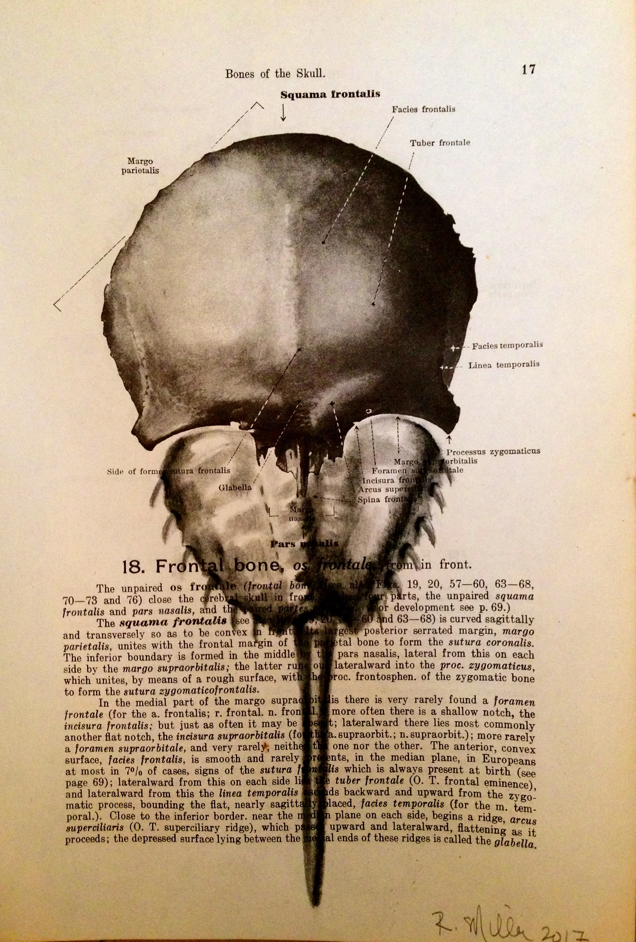 1861 Anatomy paper for frontal skull, I see horseshoe crabBraincrab, 2017Charcoal on antique 1861 medical paper