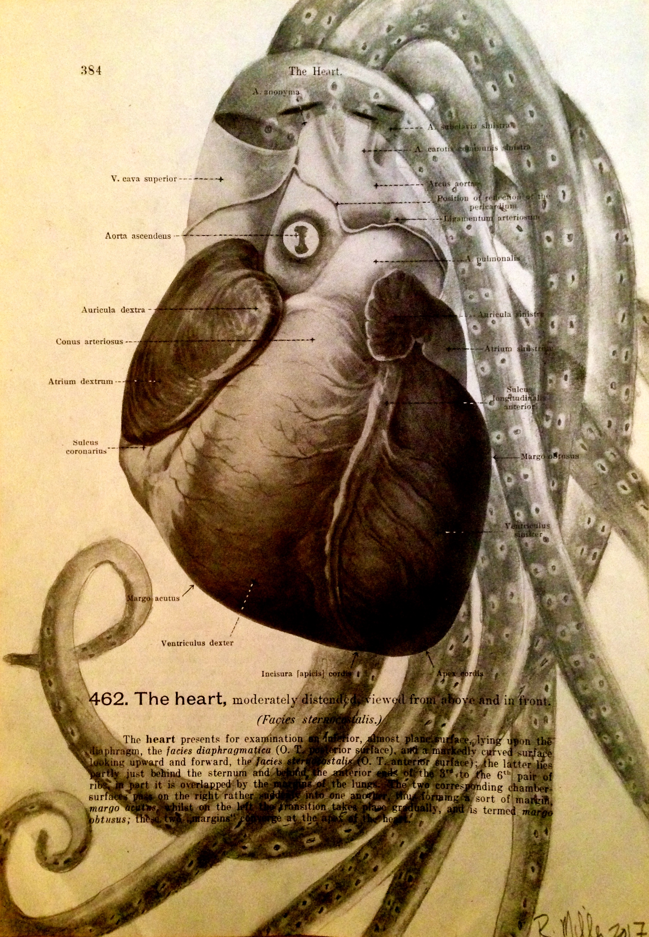 1861 Anatomy paper for human heart, I see octopus Heartopus, 2017 Charcoal on antique 1861 medical paper