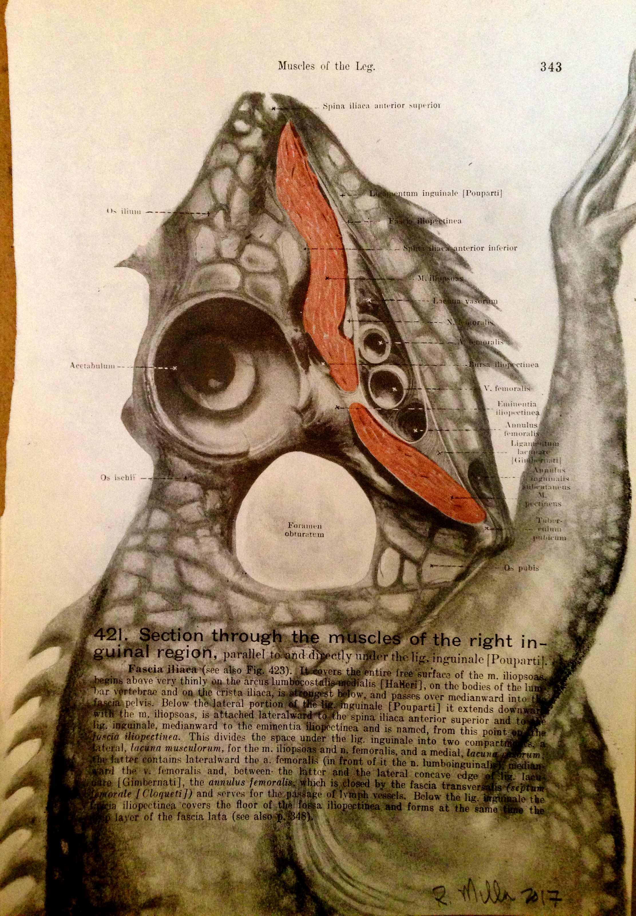 1861 Anatomy paper for leg muscle, I see a legasaurus Legasaurus Rex, 2017 Charcoal on antique 1861 medical paper