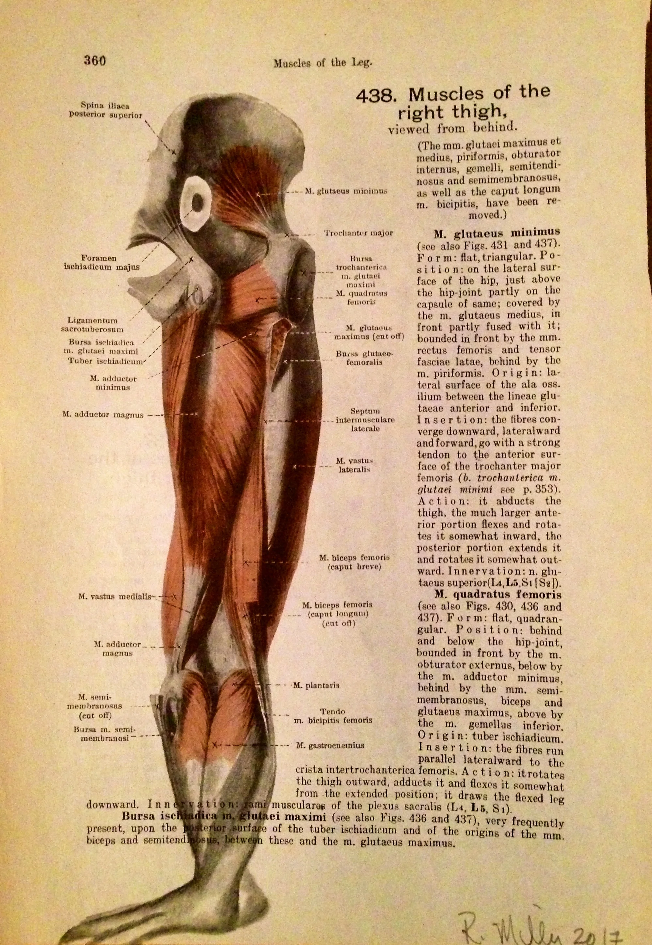 1861 Anatomy paper for leg muscle, I see creature from the black lagoon or Leghead...Leghead, 2017Charcoal on antique 1861 medical paper