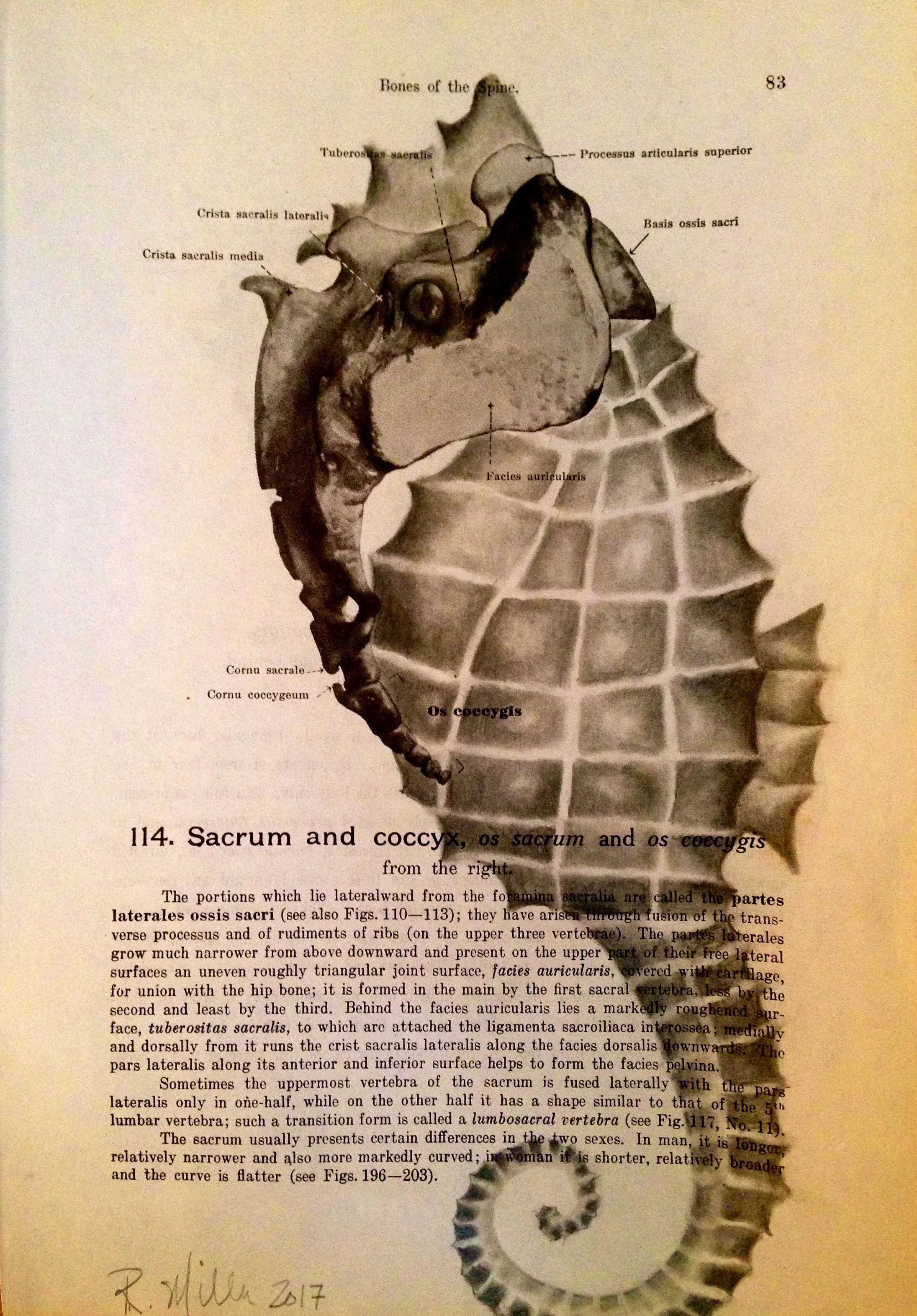 1861 Anatomy paper for Sacrum, I see SeahorseSpiny Seahorse, 2017Charcoal on antique 1861 medical paper