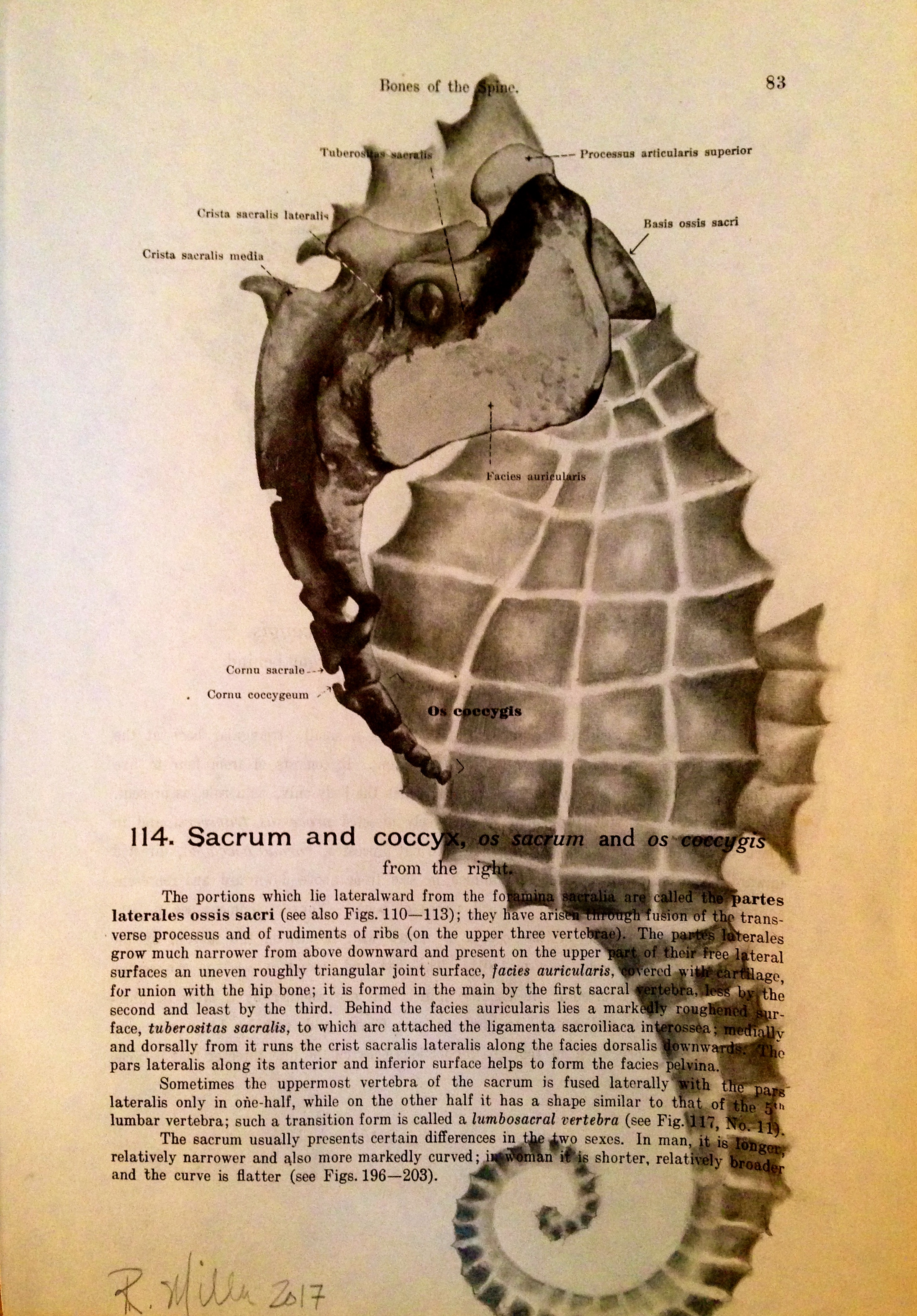 1861 Anatomy paper for Sacrum, I see Seahorse Spiny Seahorse, 2017 Charcoal on antique 1861 medical paper