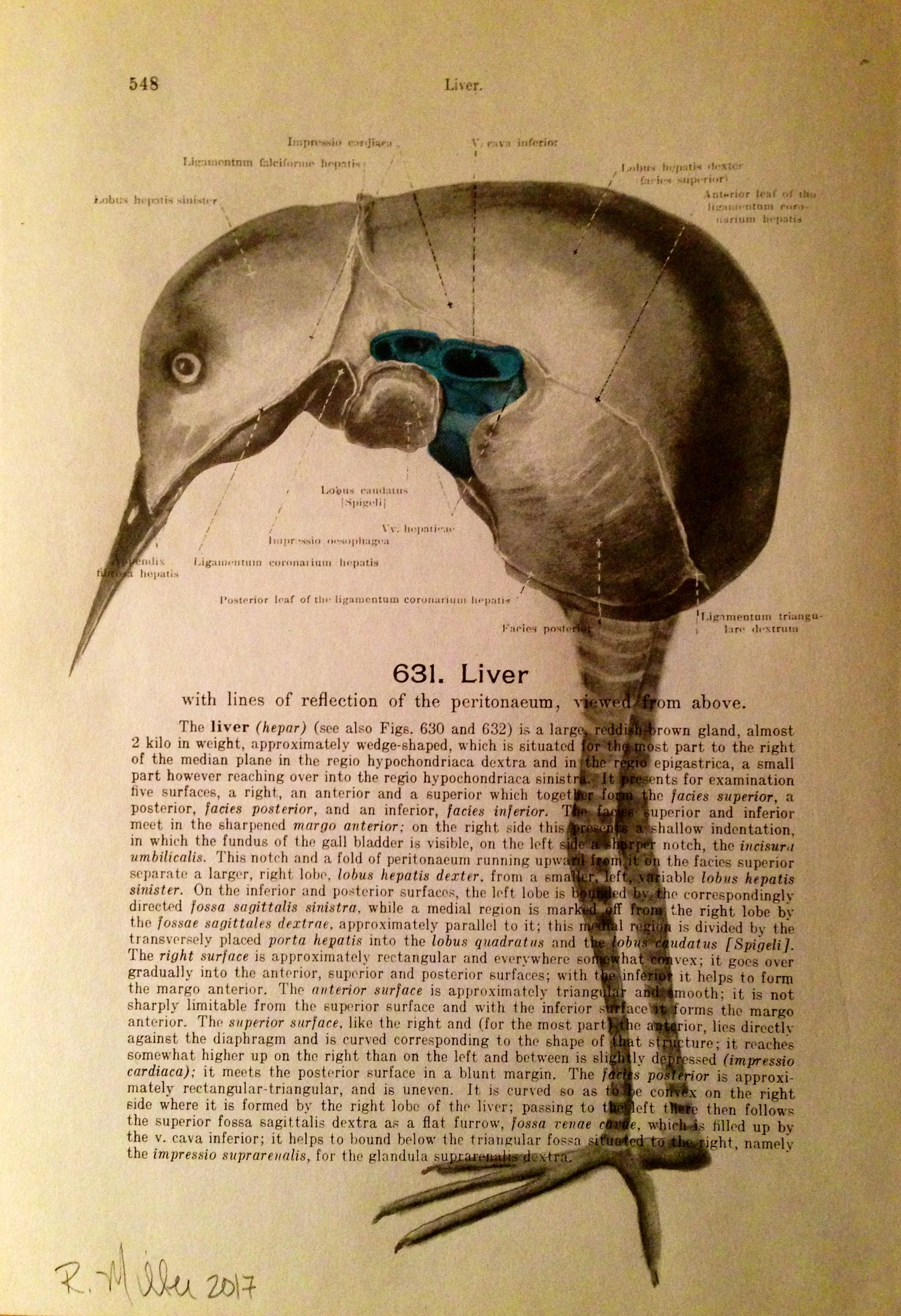 1861 Anatomy paper for Liver, I see a birdLiverbird, 2017Charcoal on antique 1861 medical paper