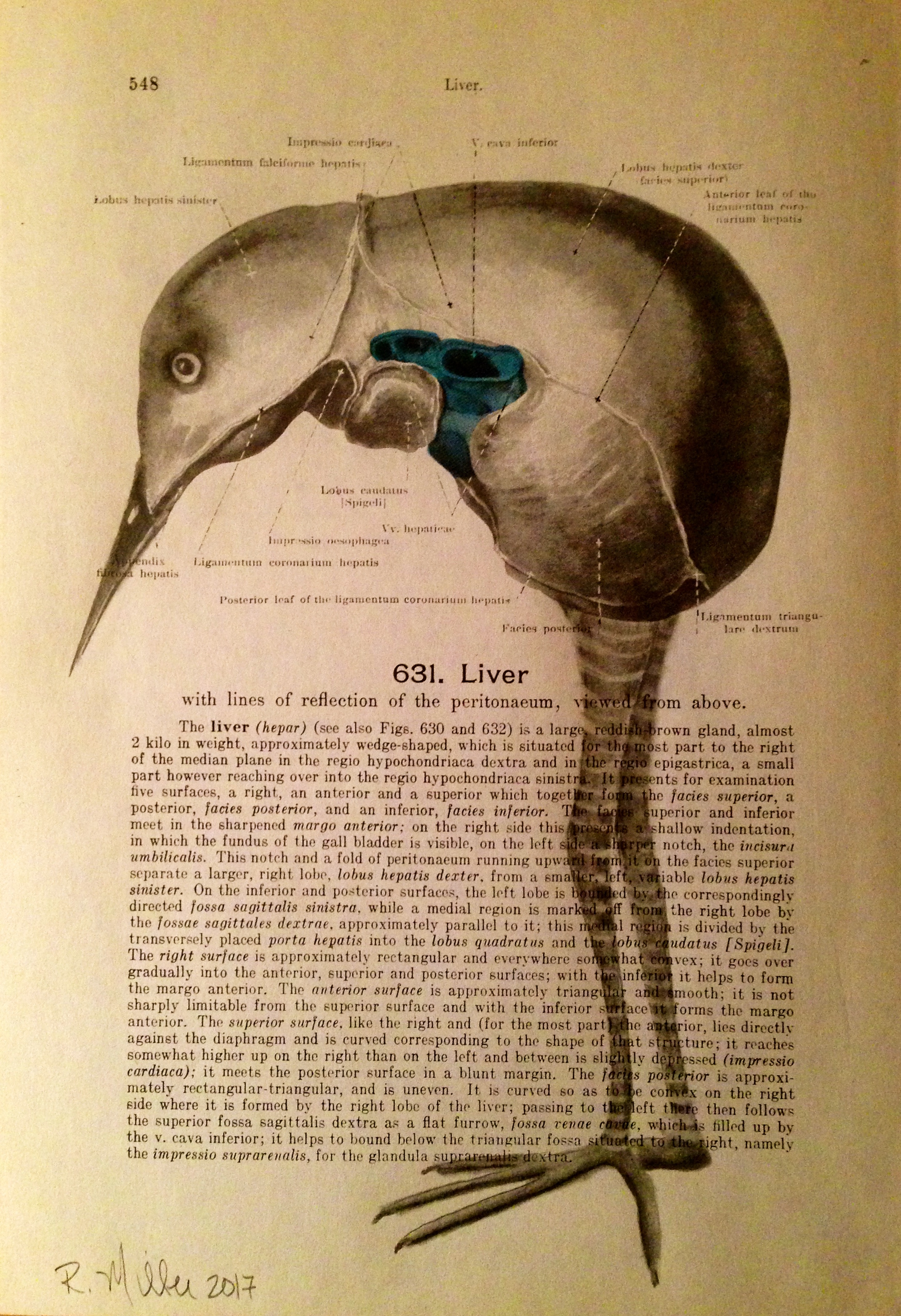 1861 Anatomy paper for Liver, I see a bird Liverbird, 2017 Charcoal on antique 1861 medical paper