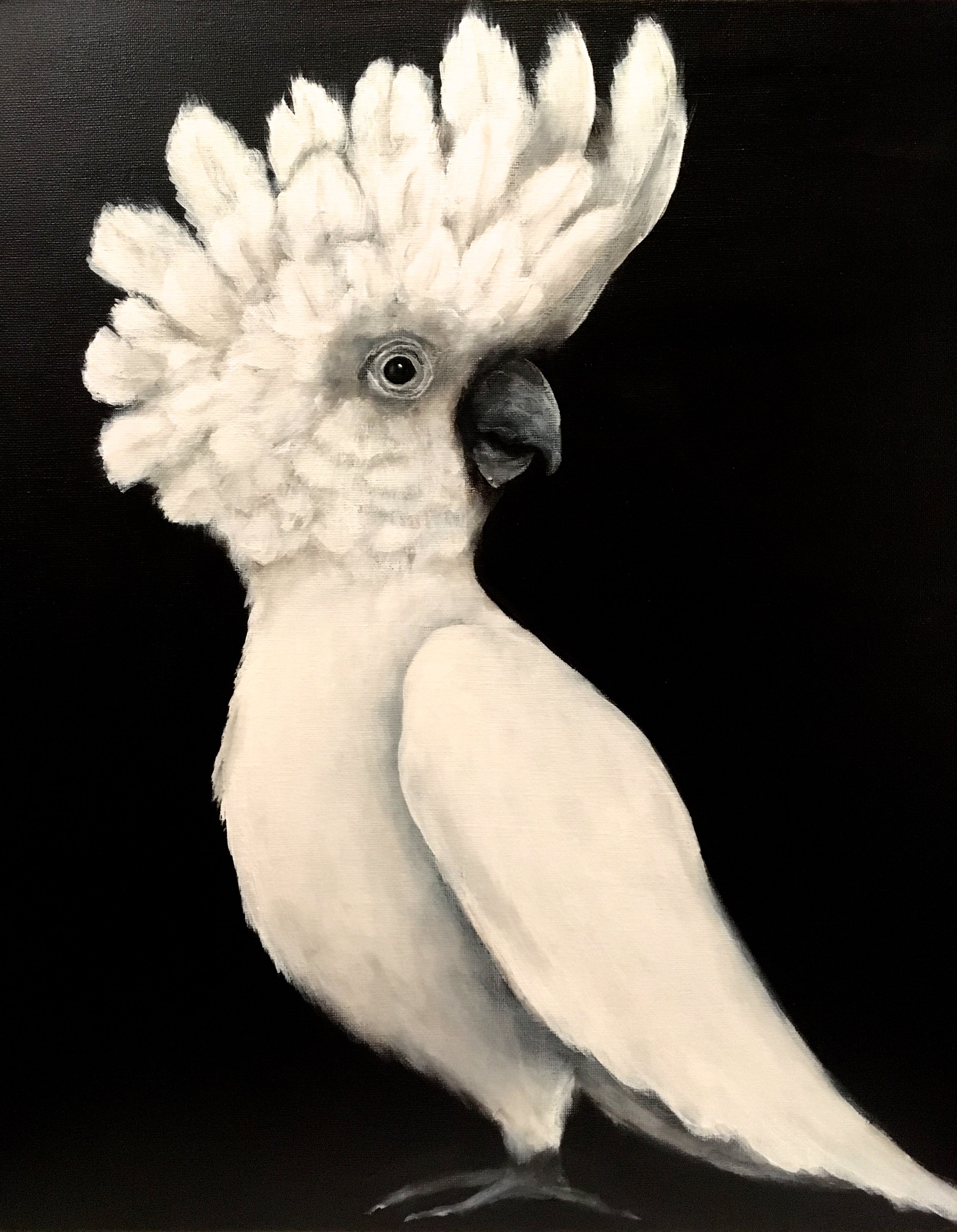 Cockatoo, 2017 Acrylic on canvas 16"x20"
