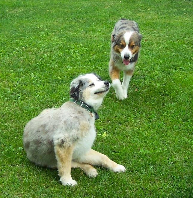 Lucy (foreground, scratching) and Rocket in younger days