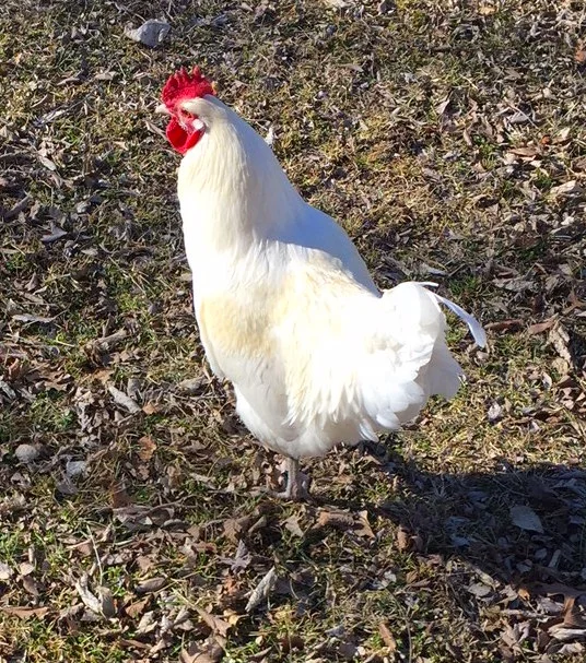 Eddie Arcaro, the outlaw leghorn.