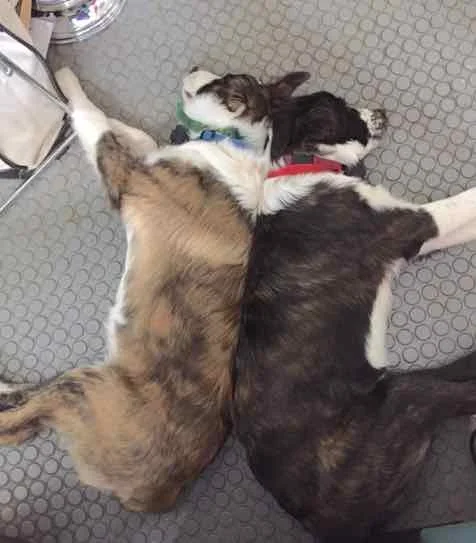 They sleep a lot. Then they run and play a lot. Works for people, too.