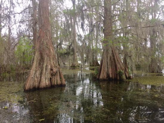 Part of what makes Louisiana, Louisiana…