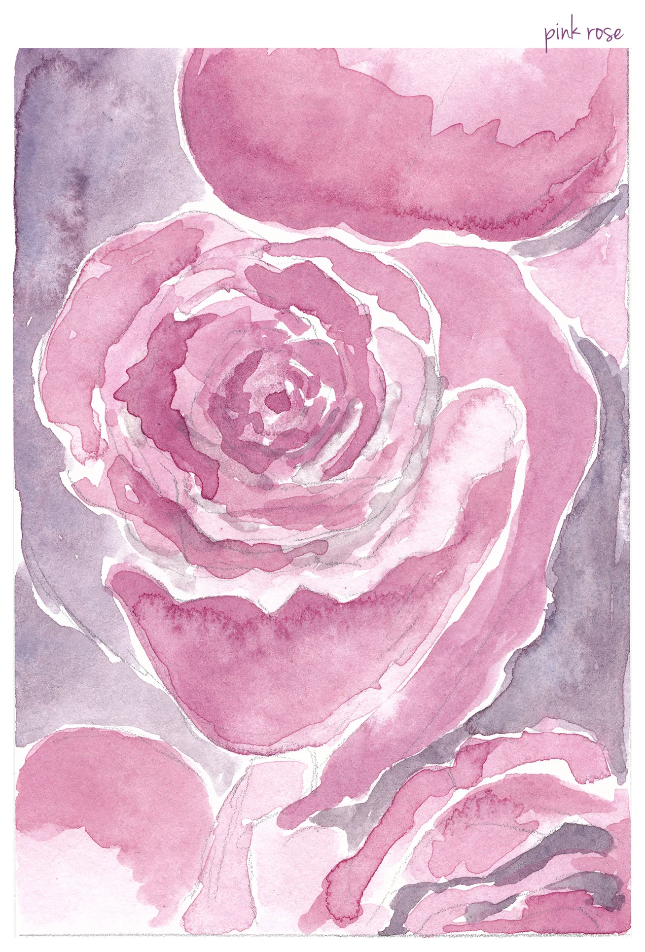 rose-sketches-pink.jpg