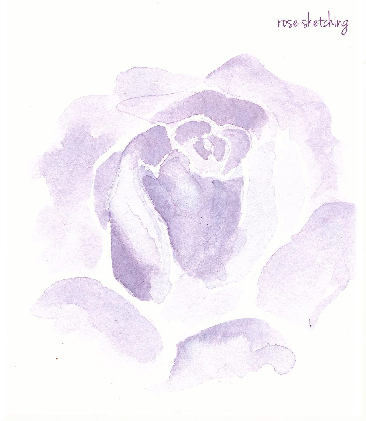 rose-sketches-purple.jpg