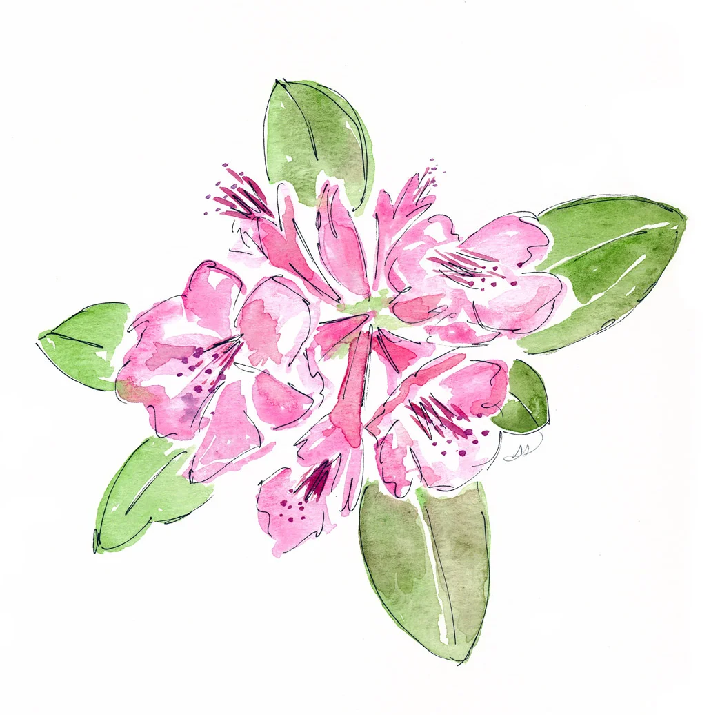 drawingsarah.com_pinkflower.jpg