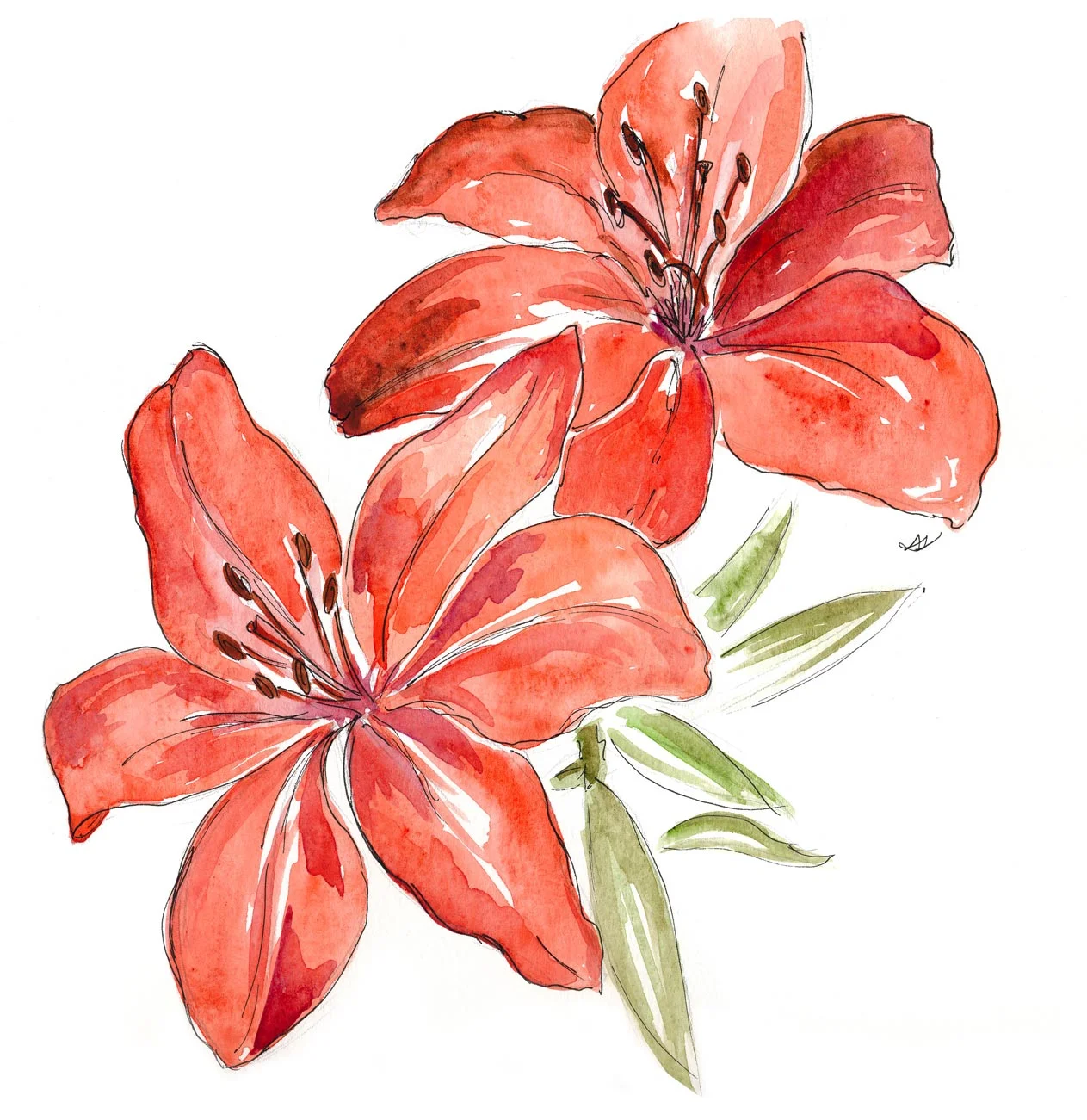 drawingsarah.com_lilies.jpg