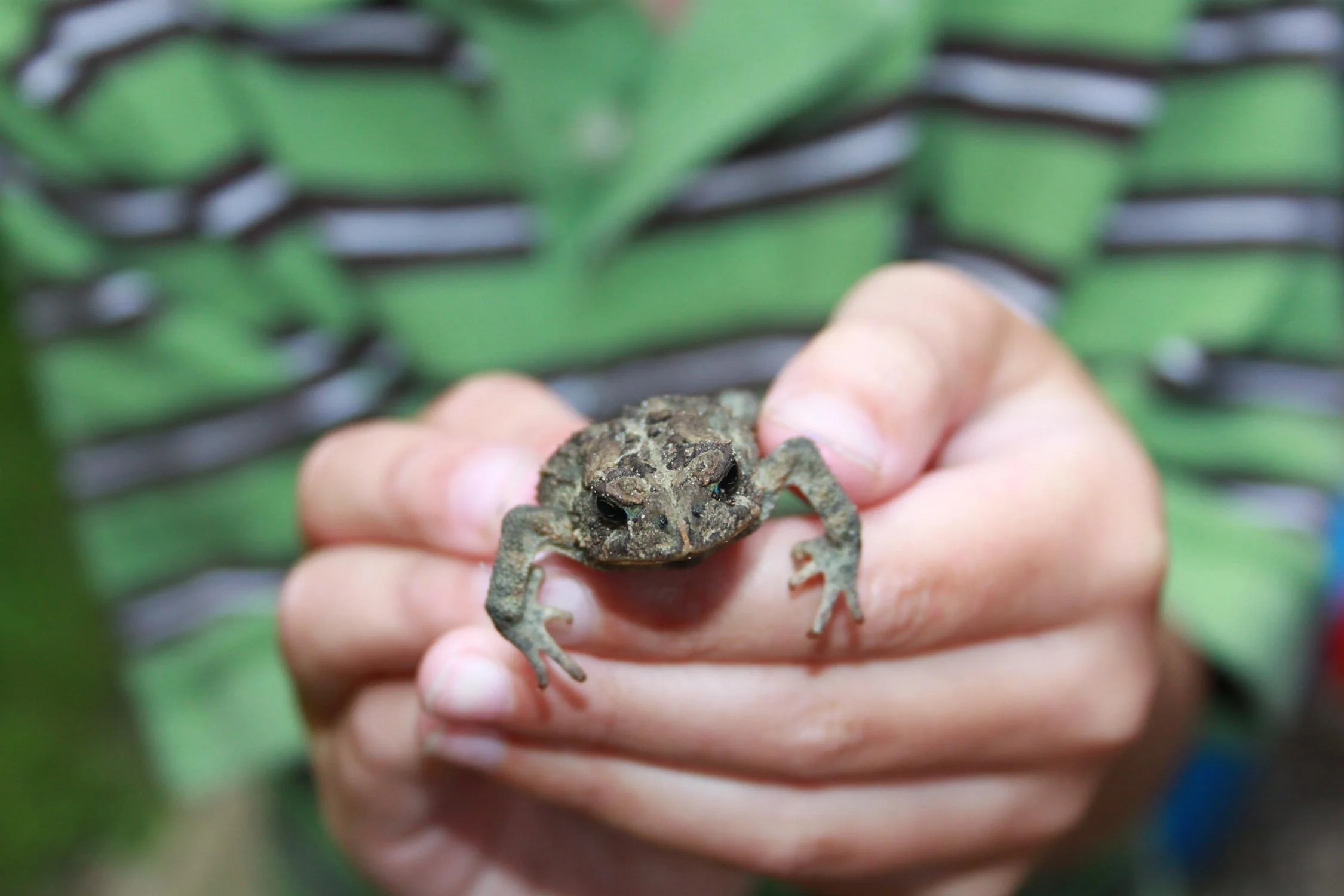 drawingsarah.com_afrog.jpg