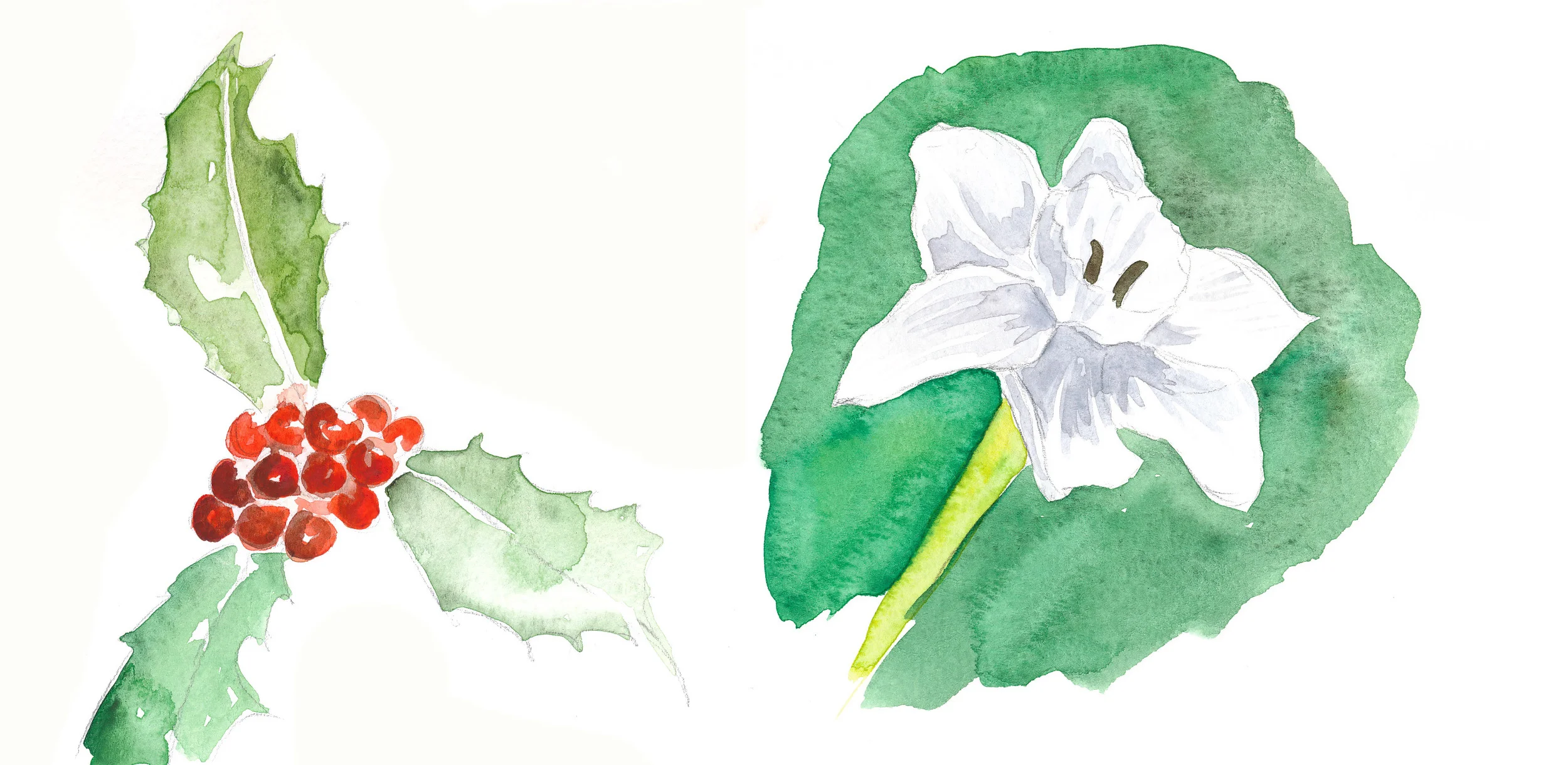 drawingsarah.com_decflowers.jpg
