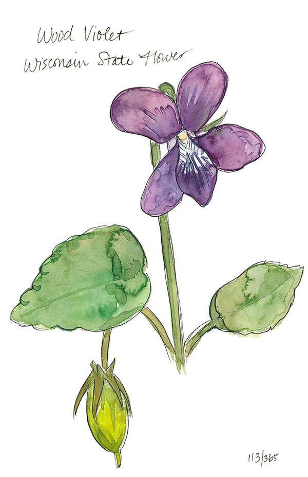 Featured image of post Wood Violet Drawing Violet flower drawing at getdrawings free download