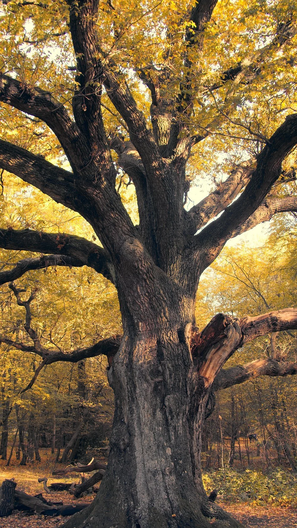 Trēow+of+Time_Larry_Achiampong___David+Blandy_2023_golden+oak+tree.jpg
