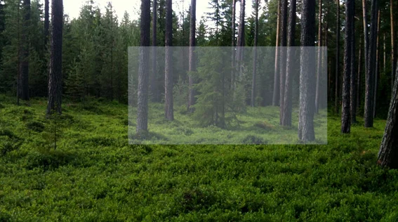 Turtle Salon in the Forest