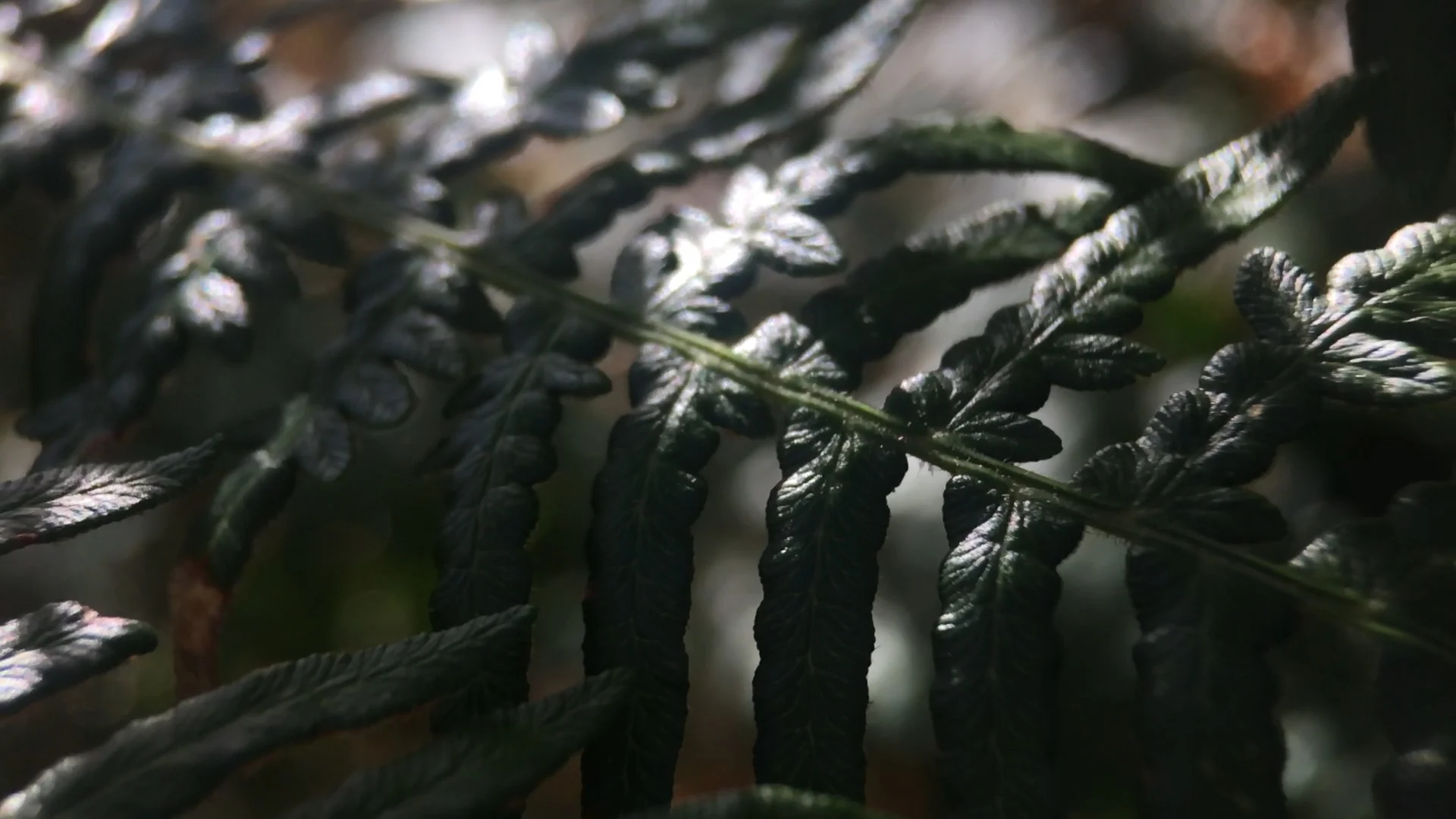 Interlaced 3.jpg