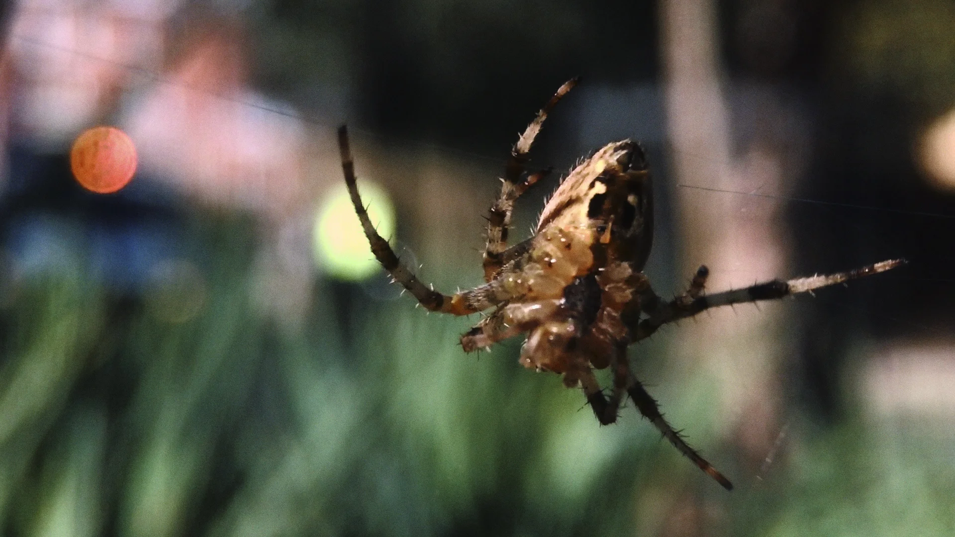 Interlaced 5.jpg