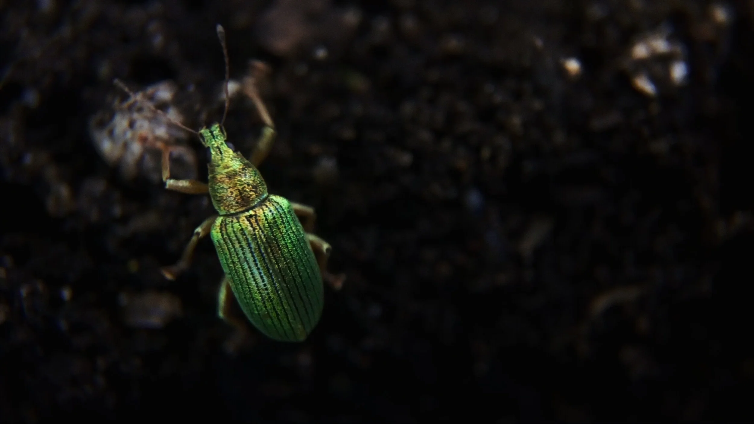 David+Blandy_The+World+After_2019_beetle 2.jpg