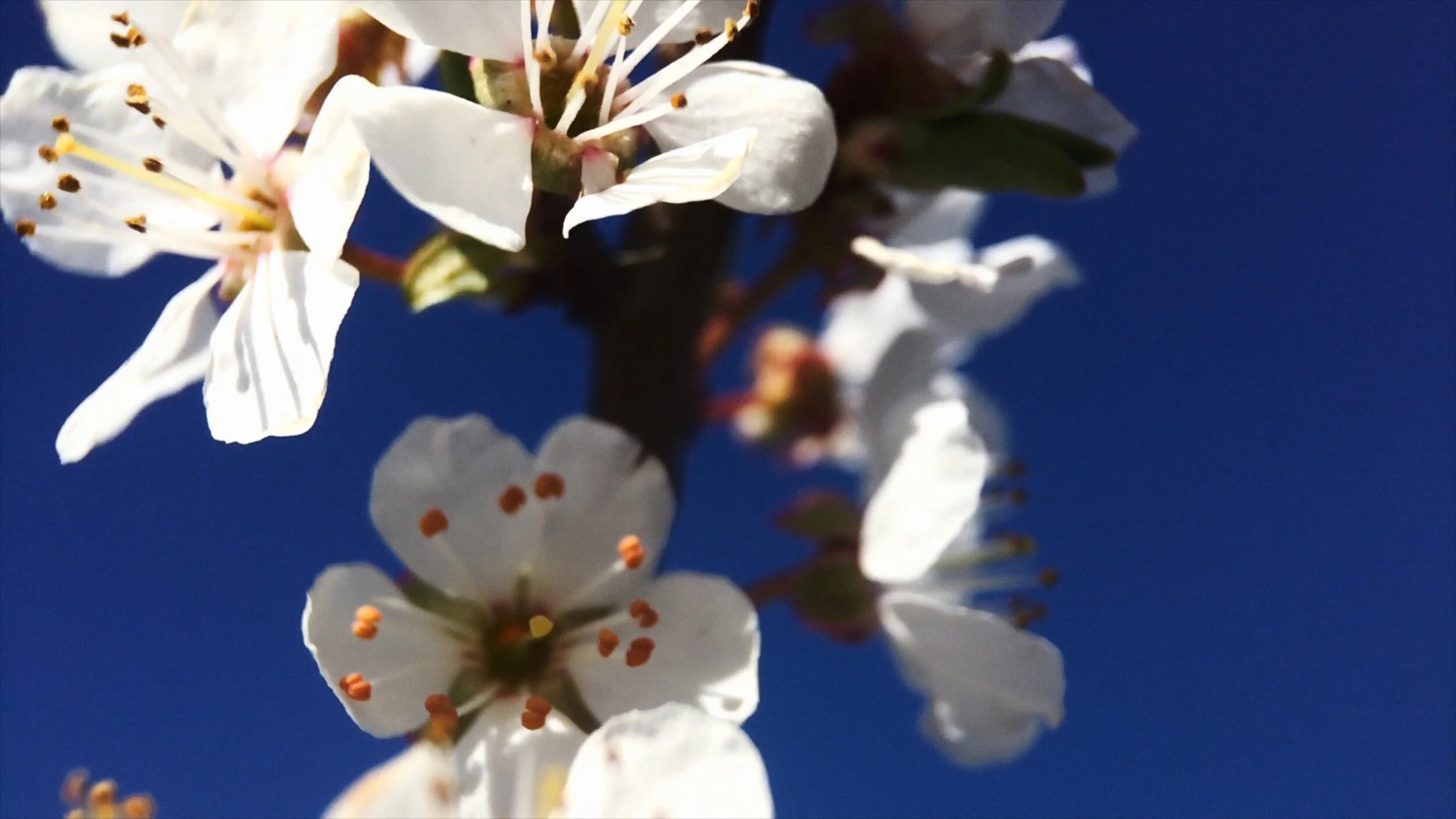 David+Blandy_The+World+After_2019_blossom 2.jpg