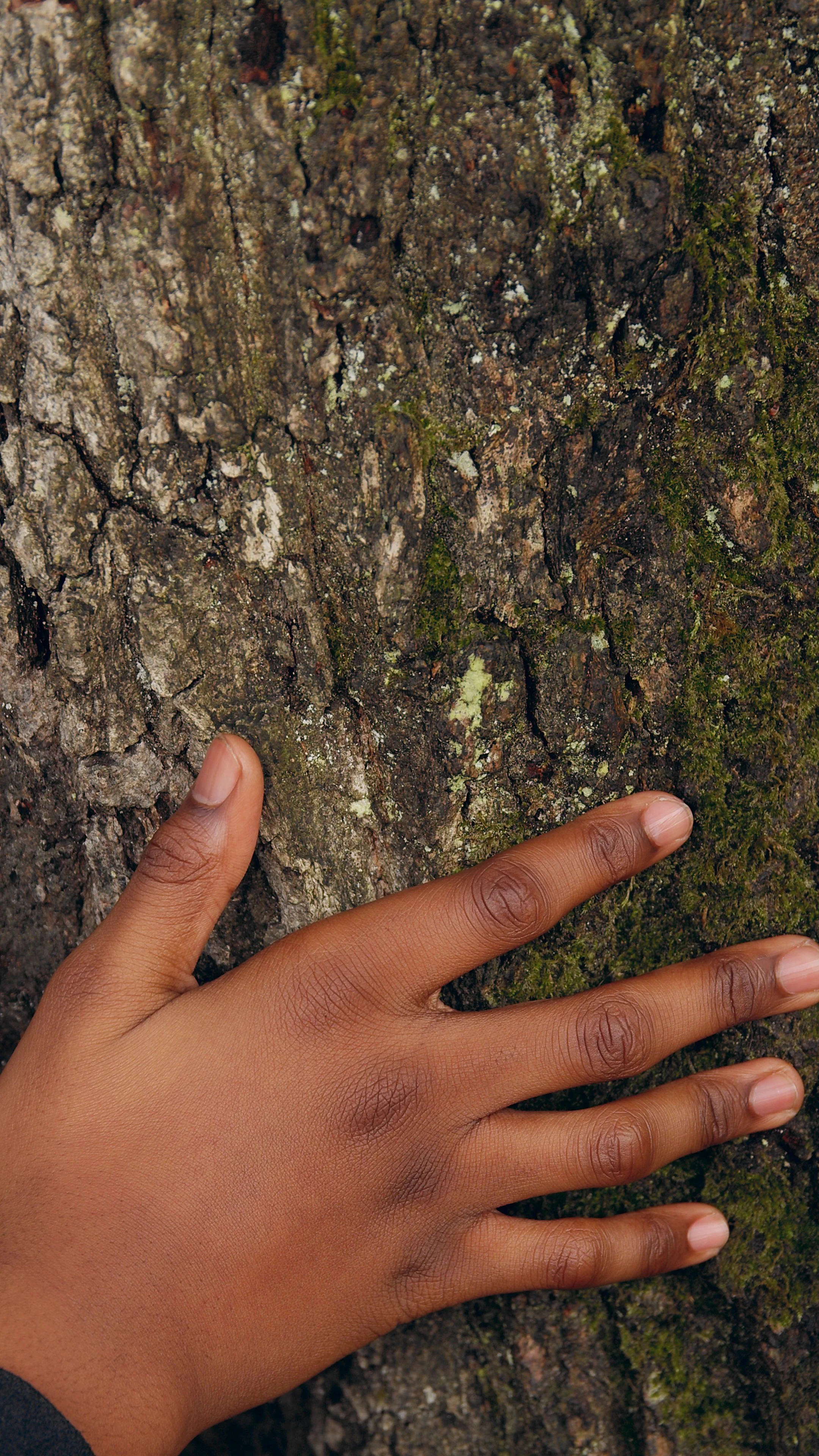 Trēow of Time_Larry_Achiampong___David+Blandy_2023_close up hand on trunk.jpg
