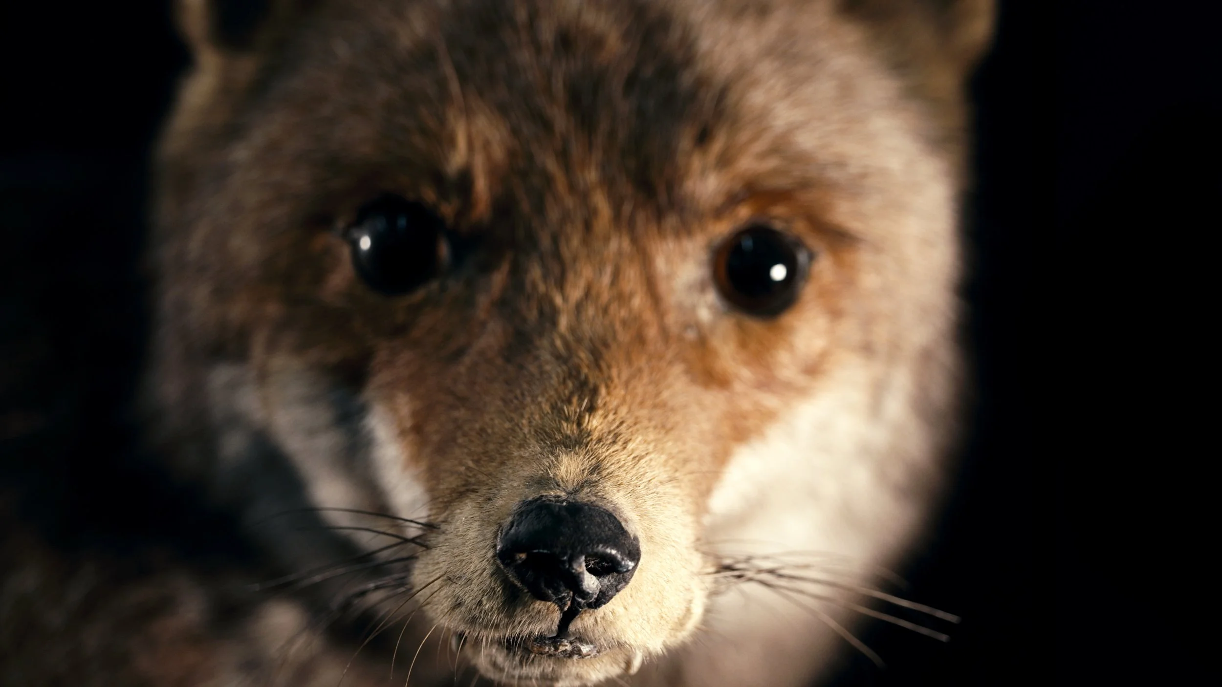 Film+Still_(Fox)_Commons+(2025),_David+Blandy_Commissioned_by_The+Amelia+Scott_&_Film+&+Video+Umbrella_©the Artist copy.jpg