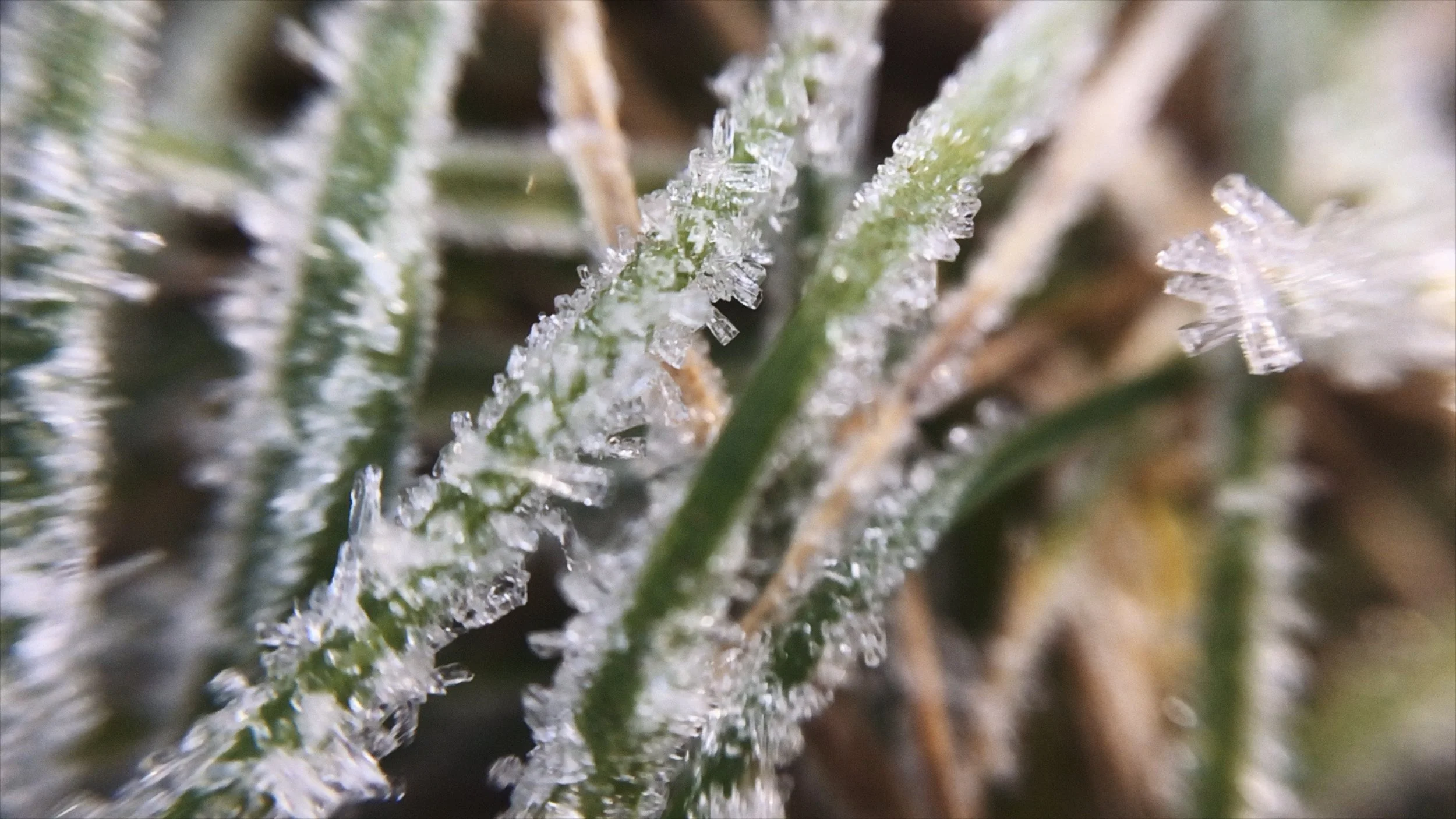 David+Blandy_The+World+After_2019_icicles 1.jpg