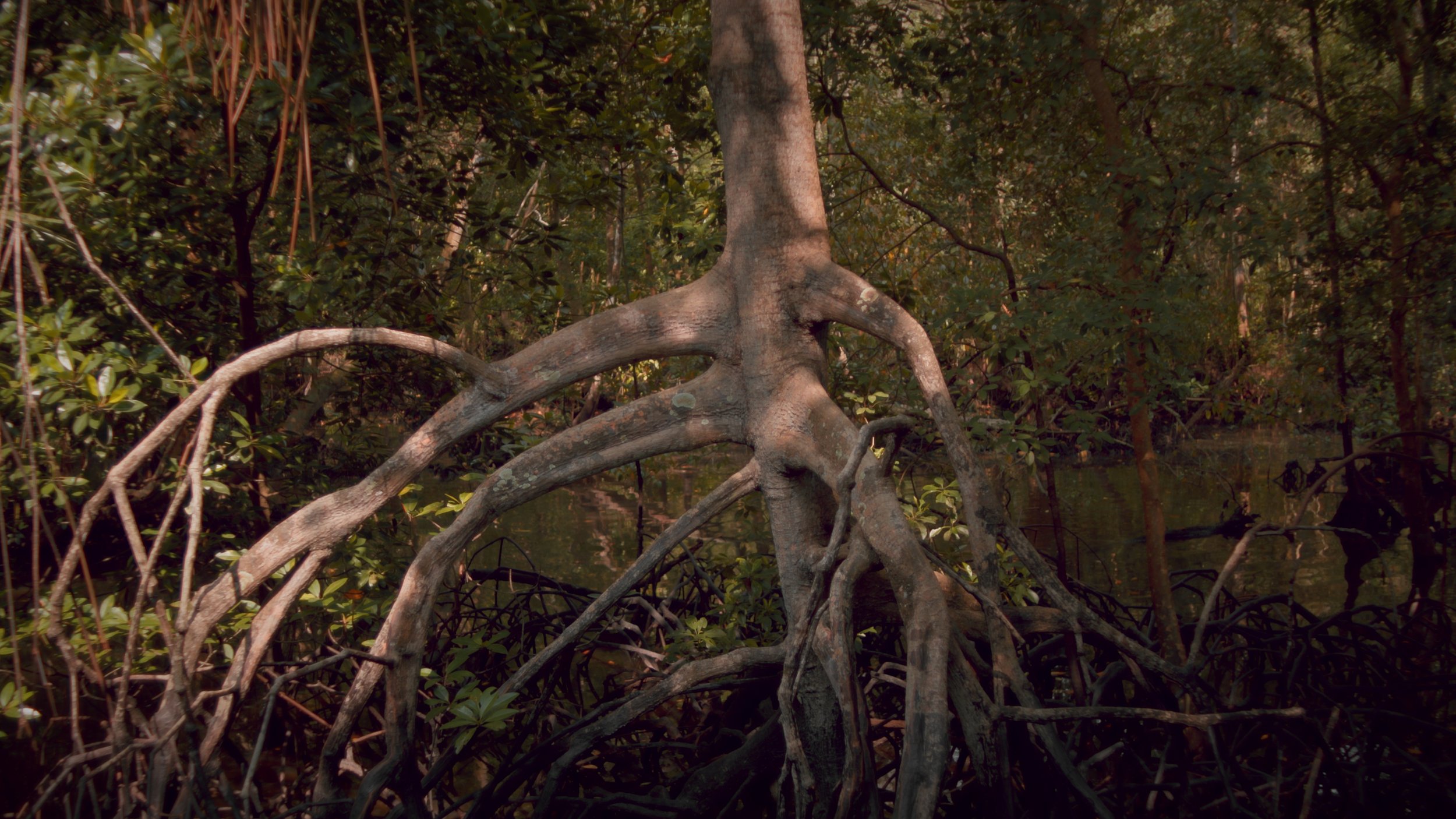 Empire+of+the+Swamp_David+Blandy+2023 (Mangrovetrunk)_3.1.3.jpg