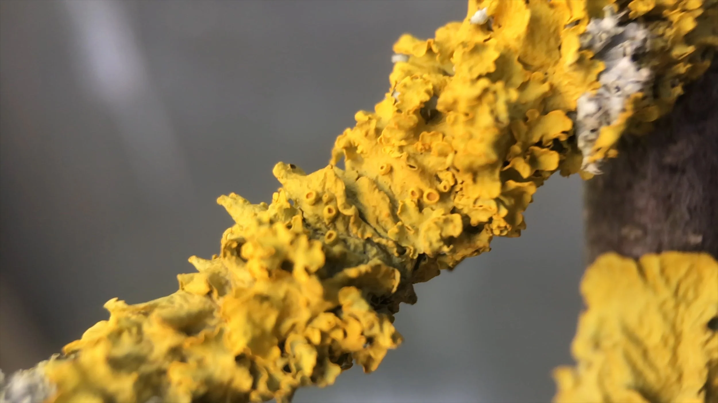 David+Blandy_The+World+After_2019_litchen 1.jpg