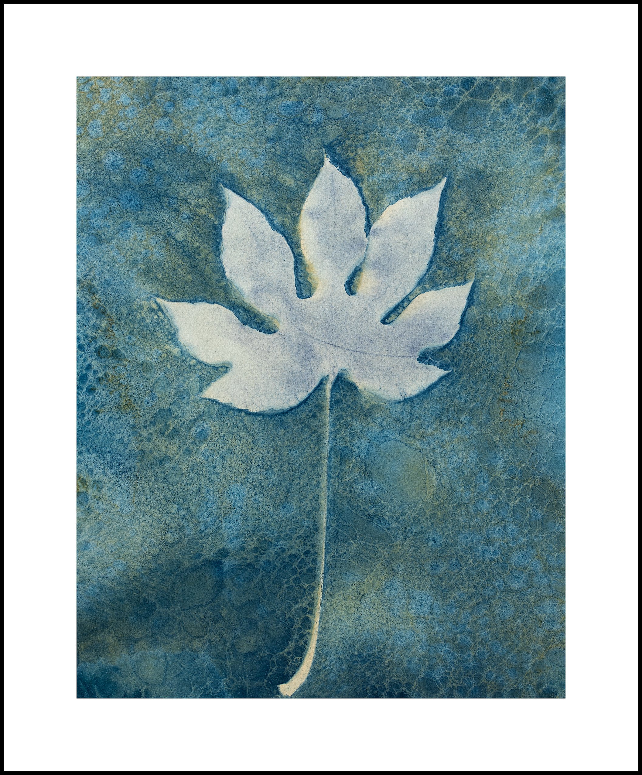 Japanese Aralia Cotton Rag.jpg