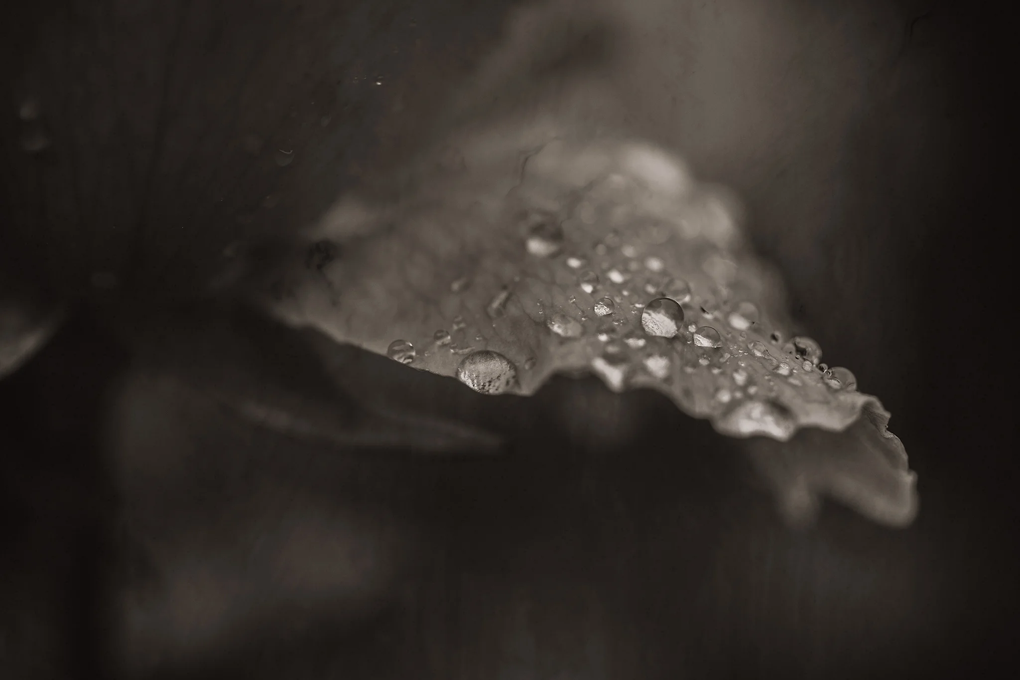 Rose Petal in Rain