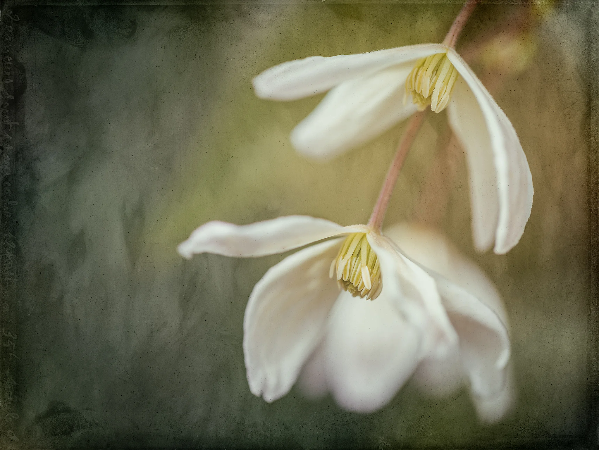 Spring Duo
