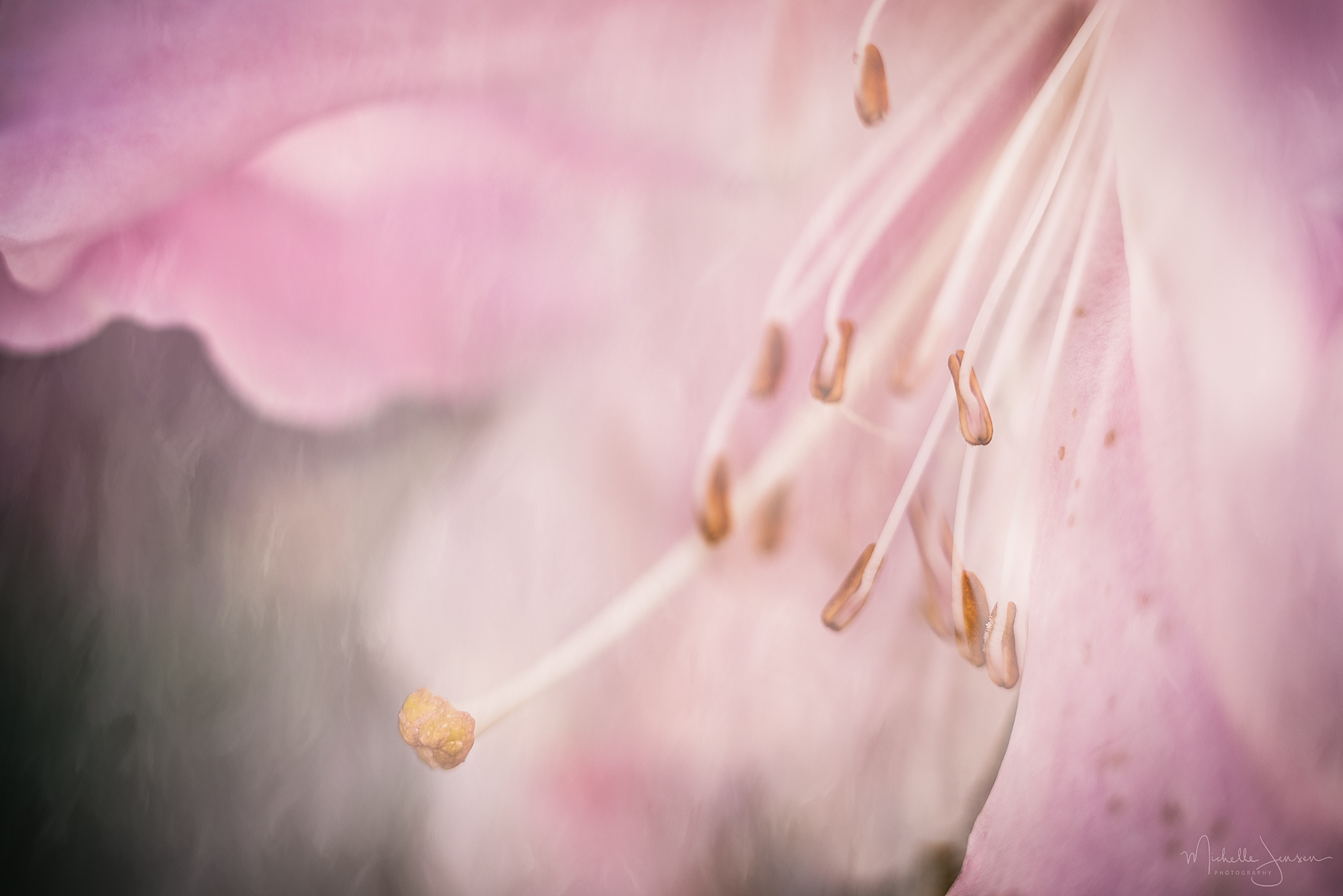   Pink Rhody Detail  