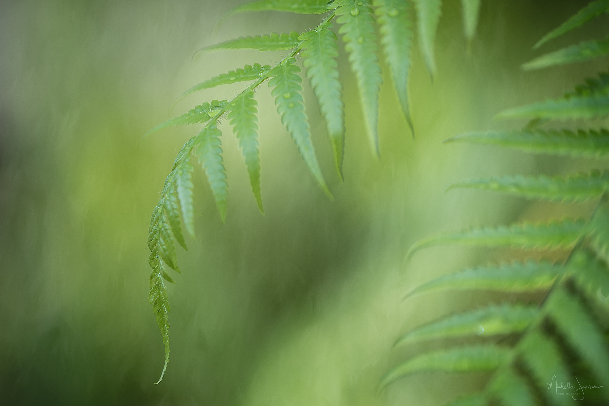   Spring Fern With Dew  