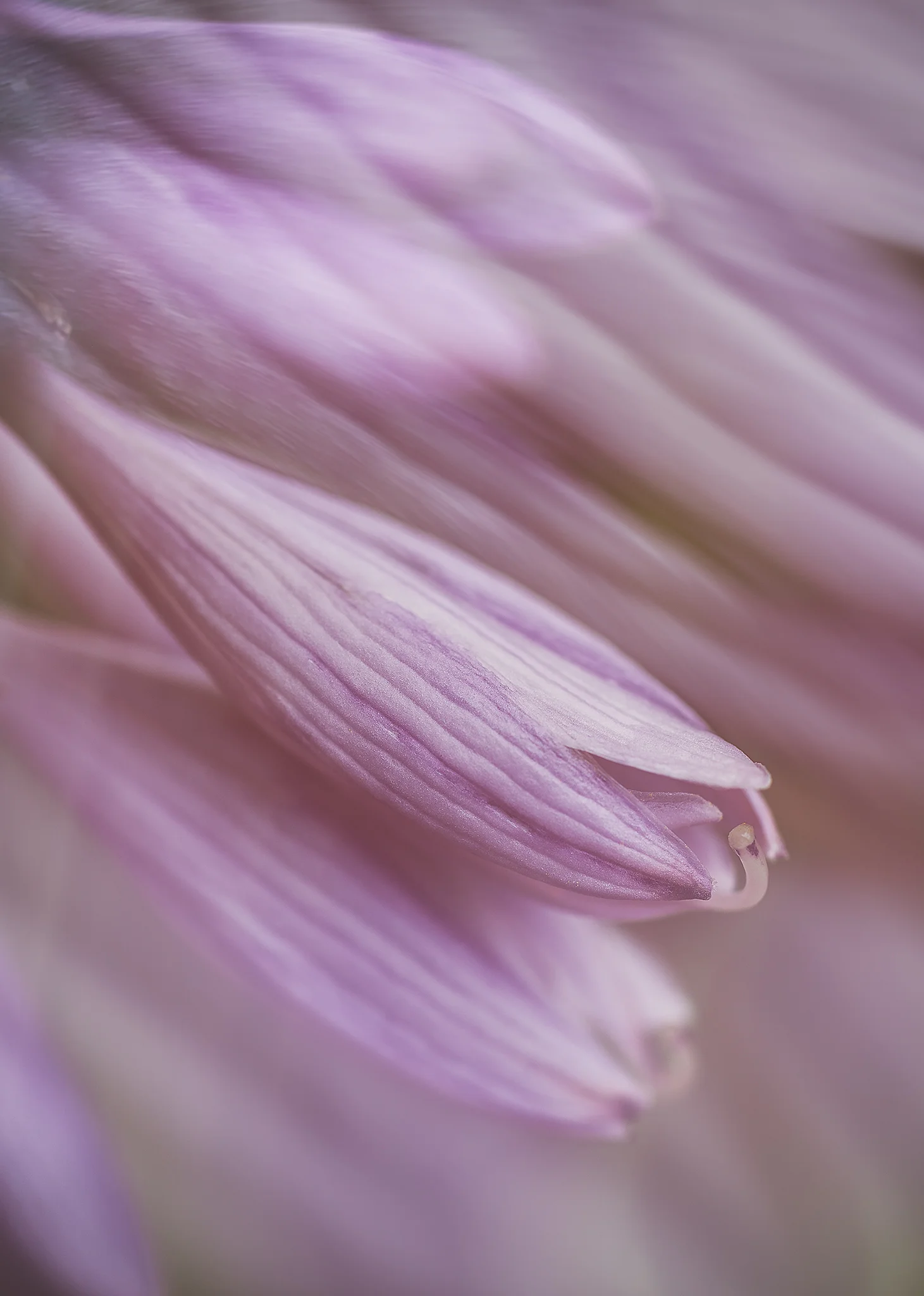 Blooming Hostas