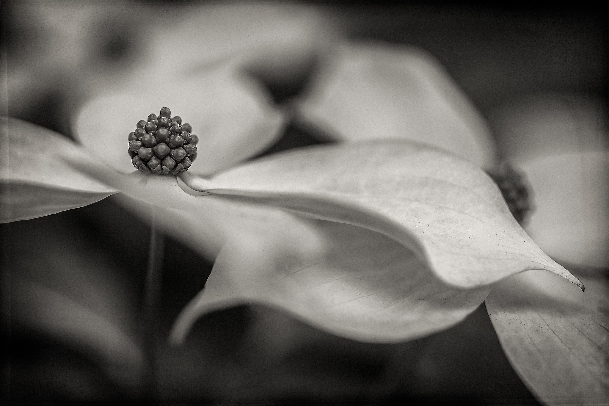   Dogwood Blooms  