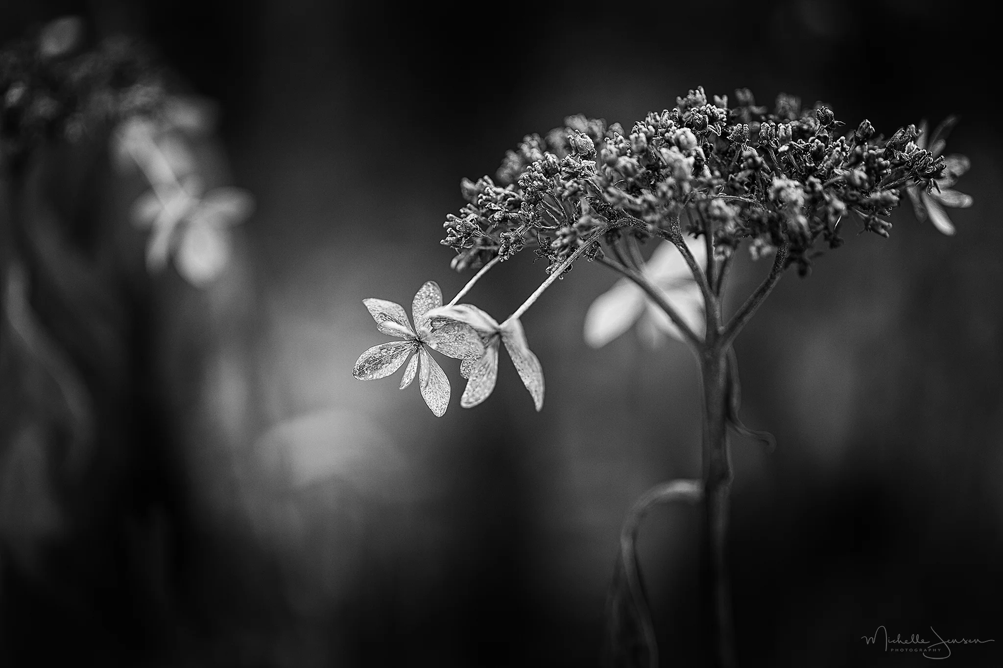 Winter Hydrangeas 1