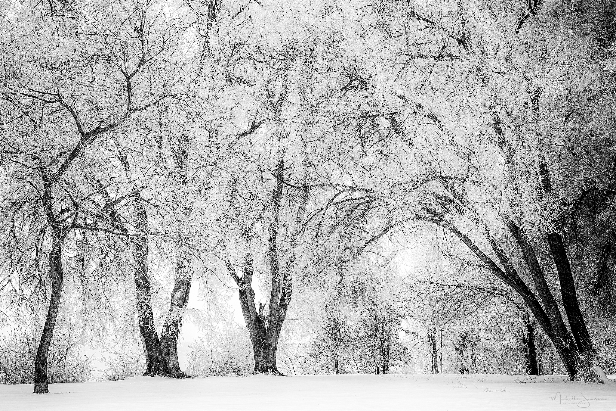   Cottonwood Canopy  