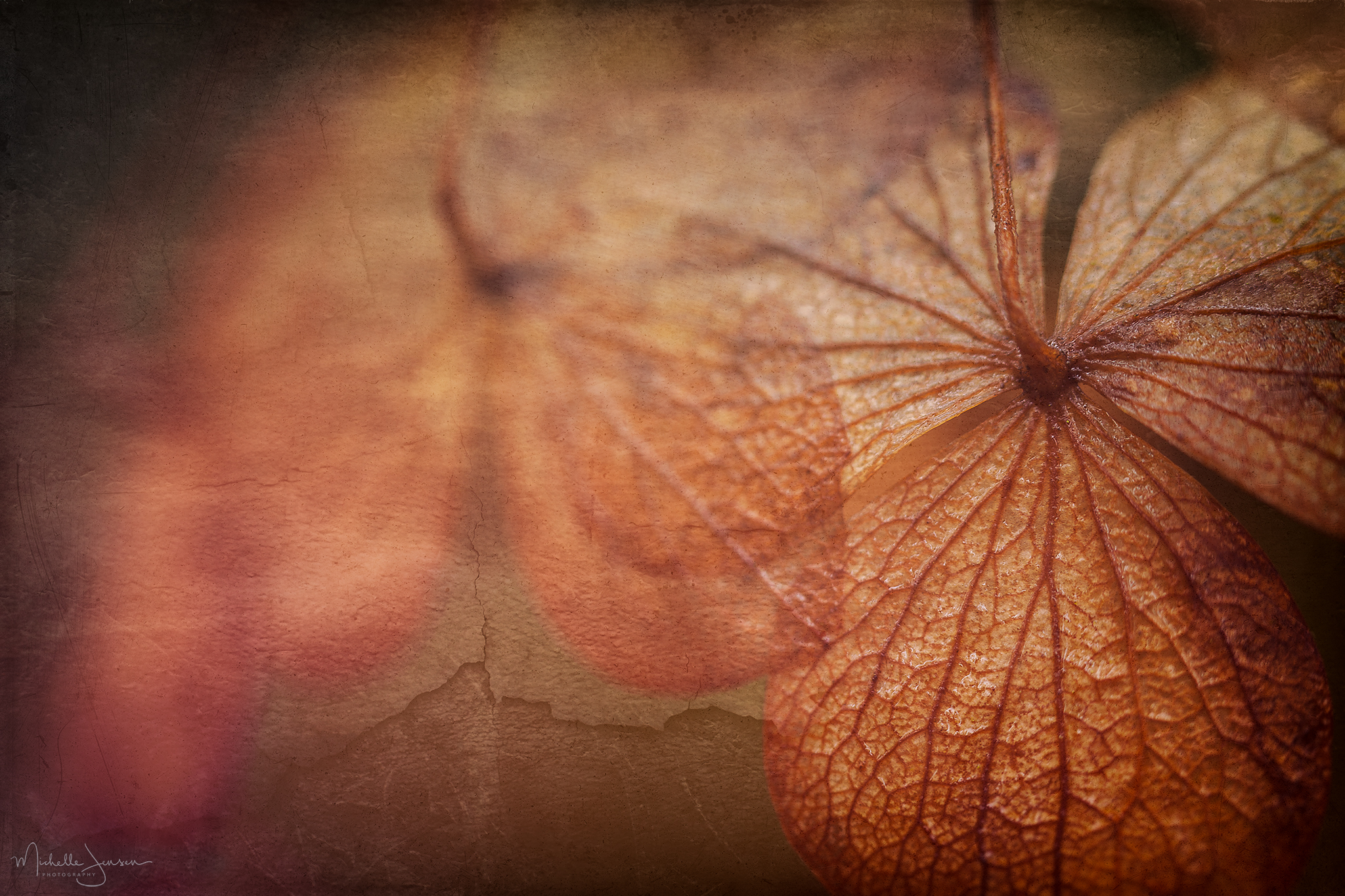   Autumn's Hydrangea  
