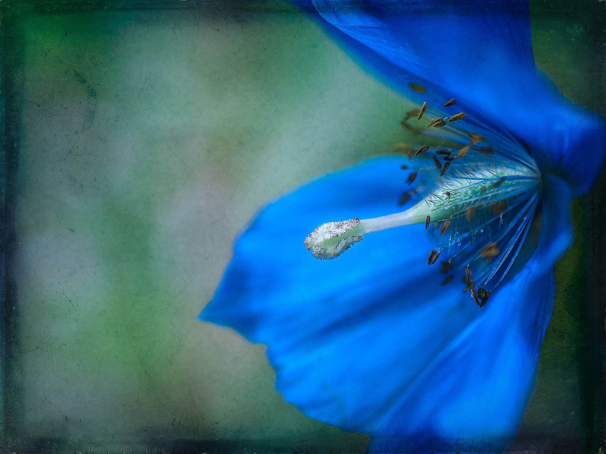   Blue Poppy  