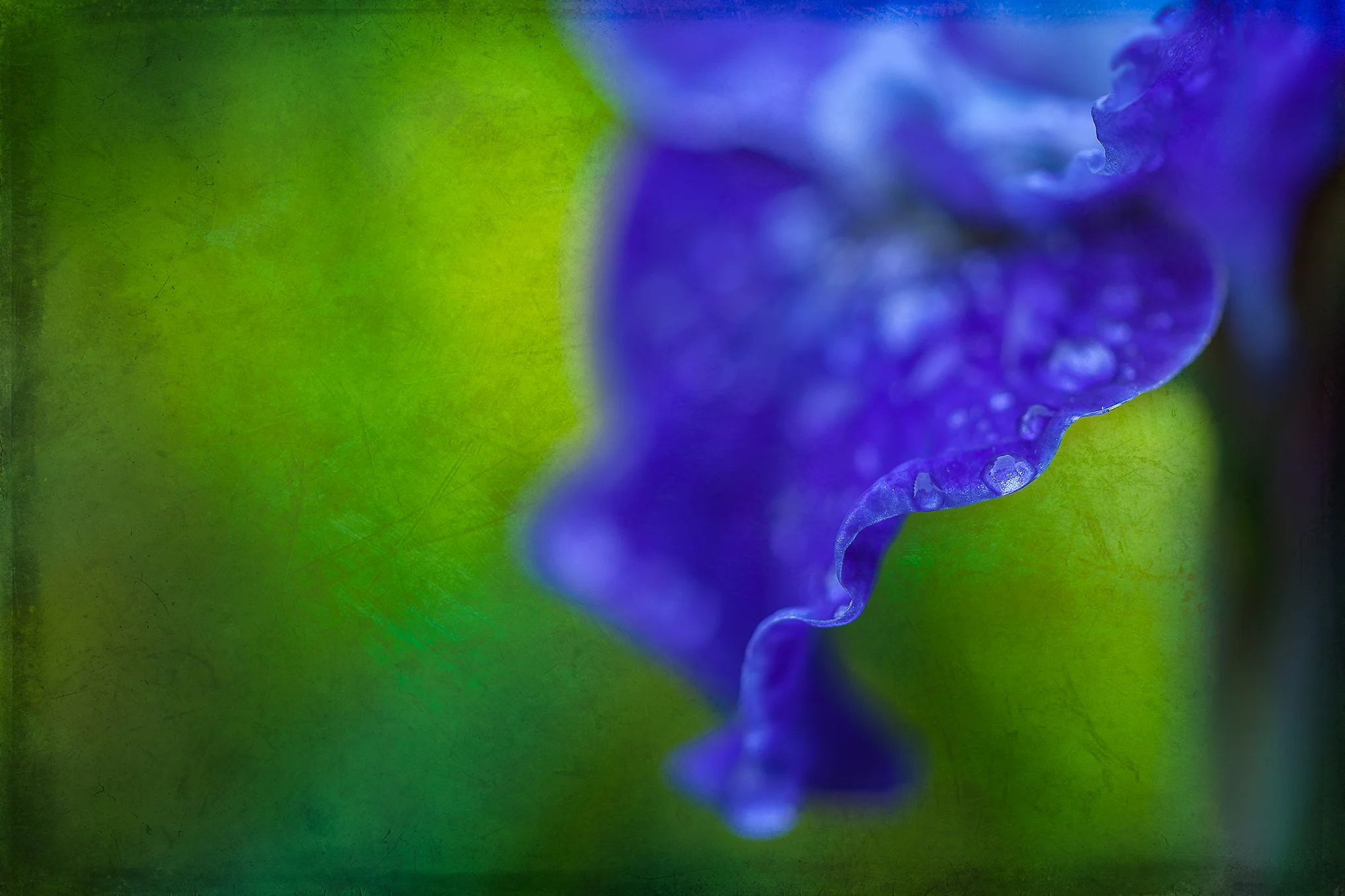 Blue Iris