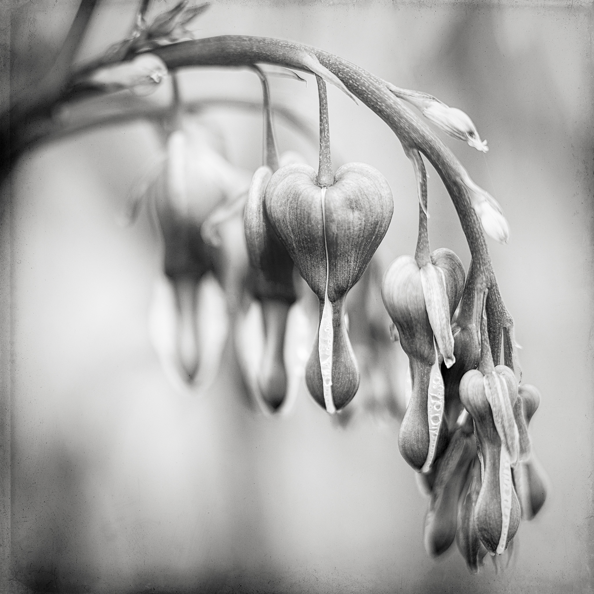   Bleeding Hearts  