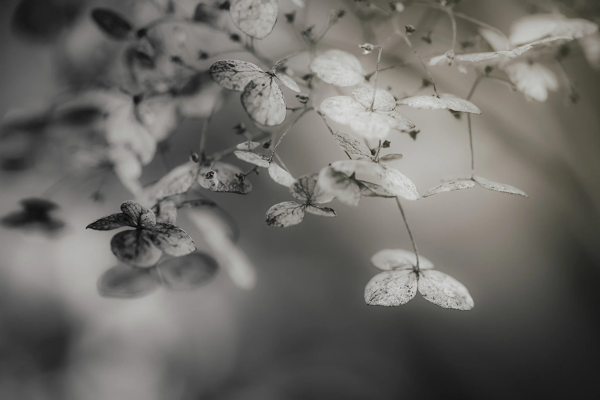 Winter Hydrangeas 2