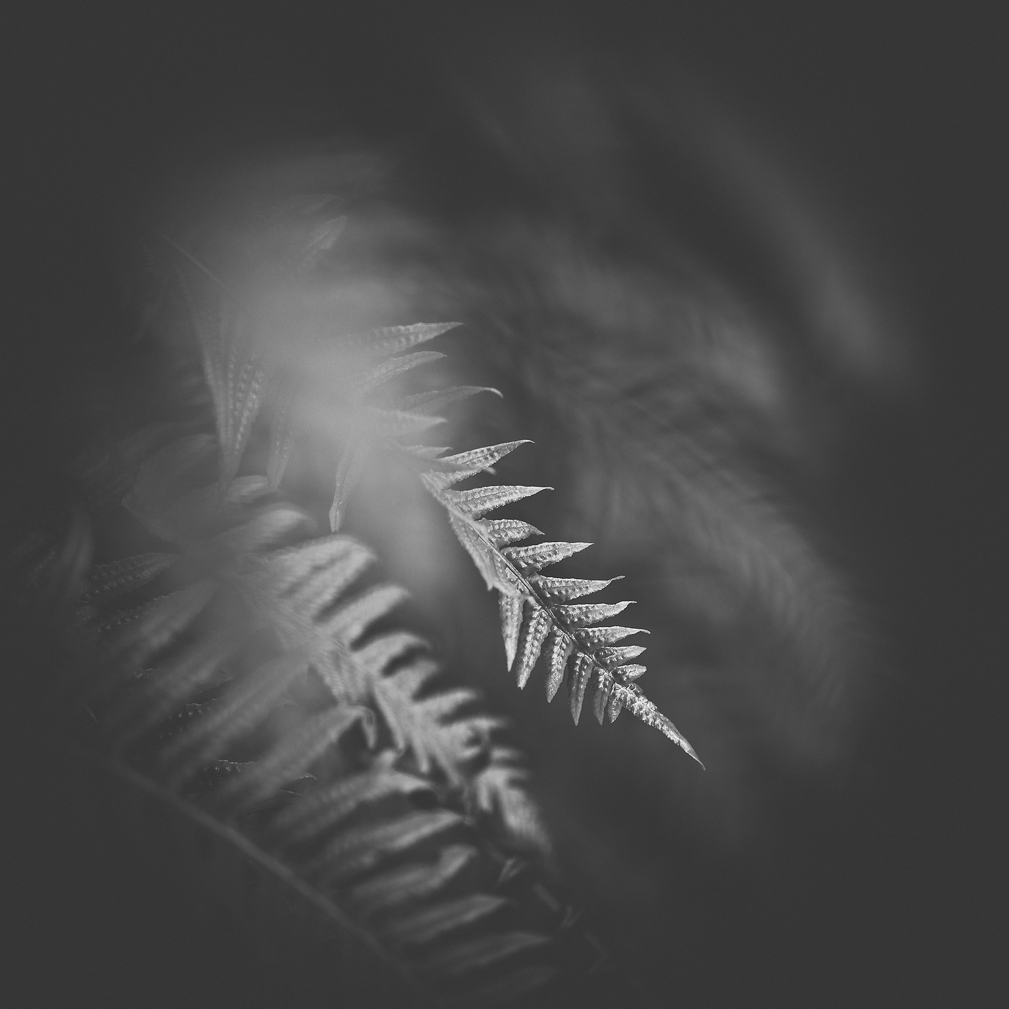   Resurrection Fern  