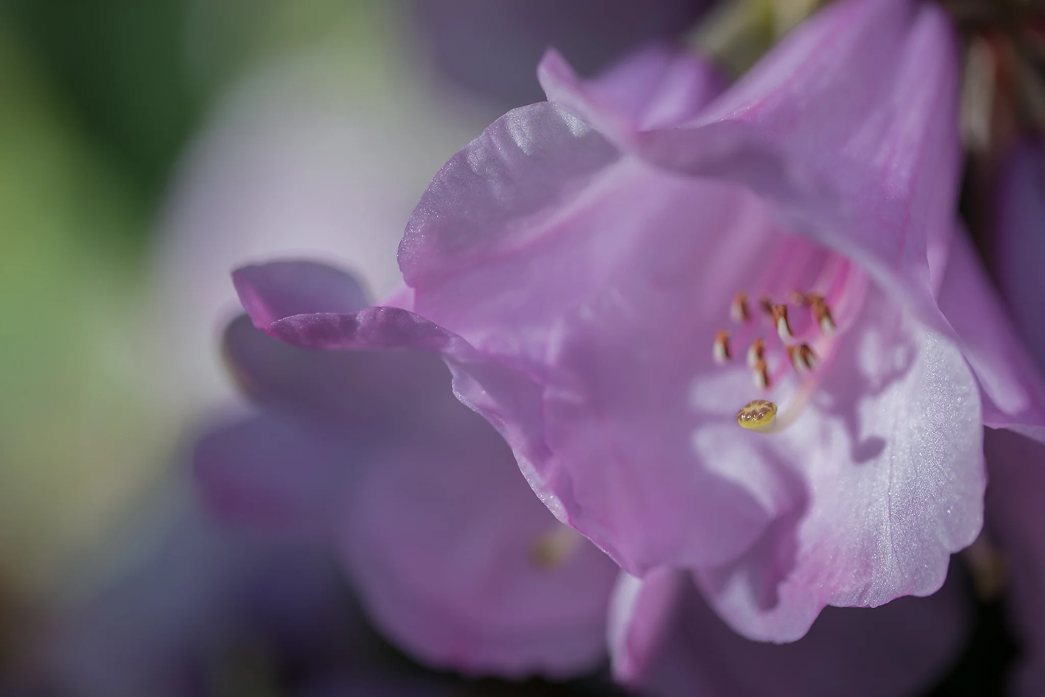 Winter Rhododendron