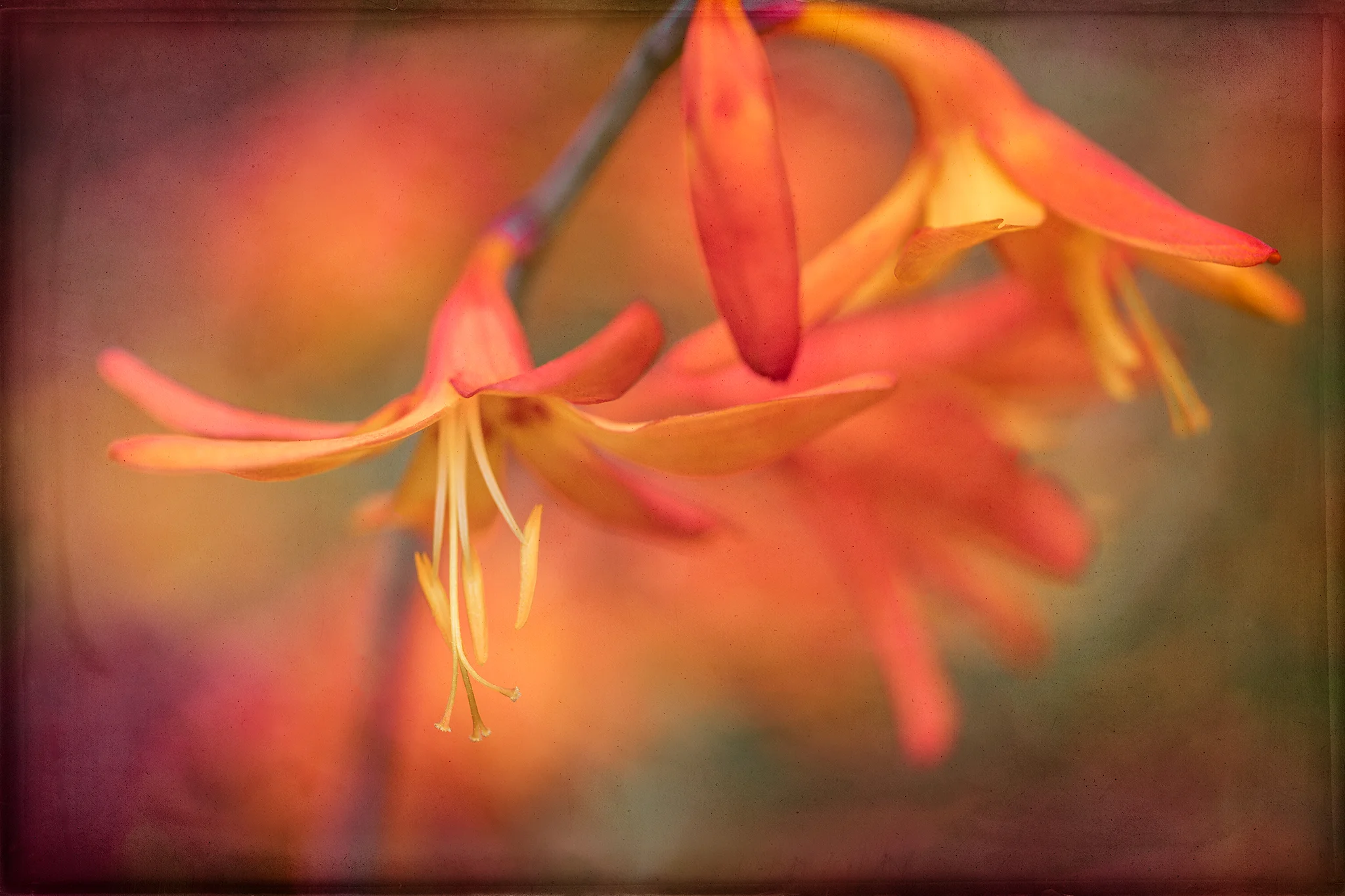 Crocosmia